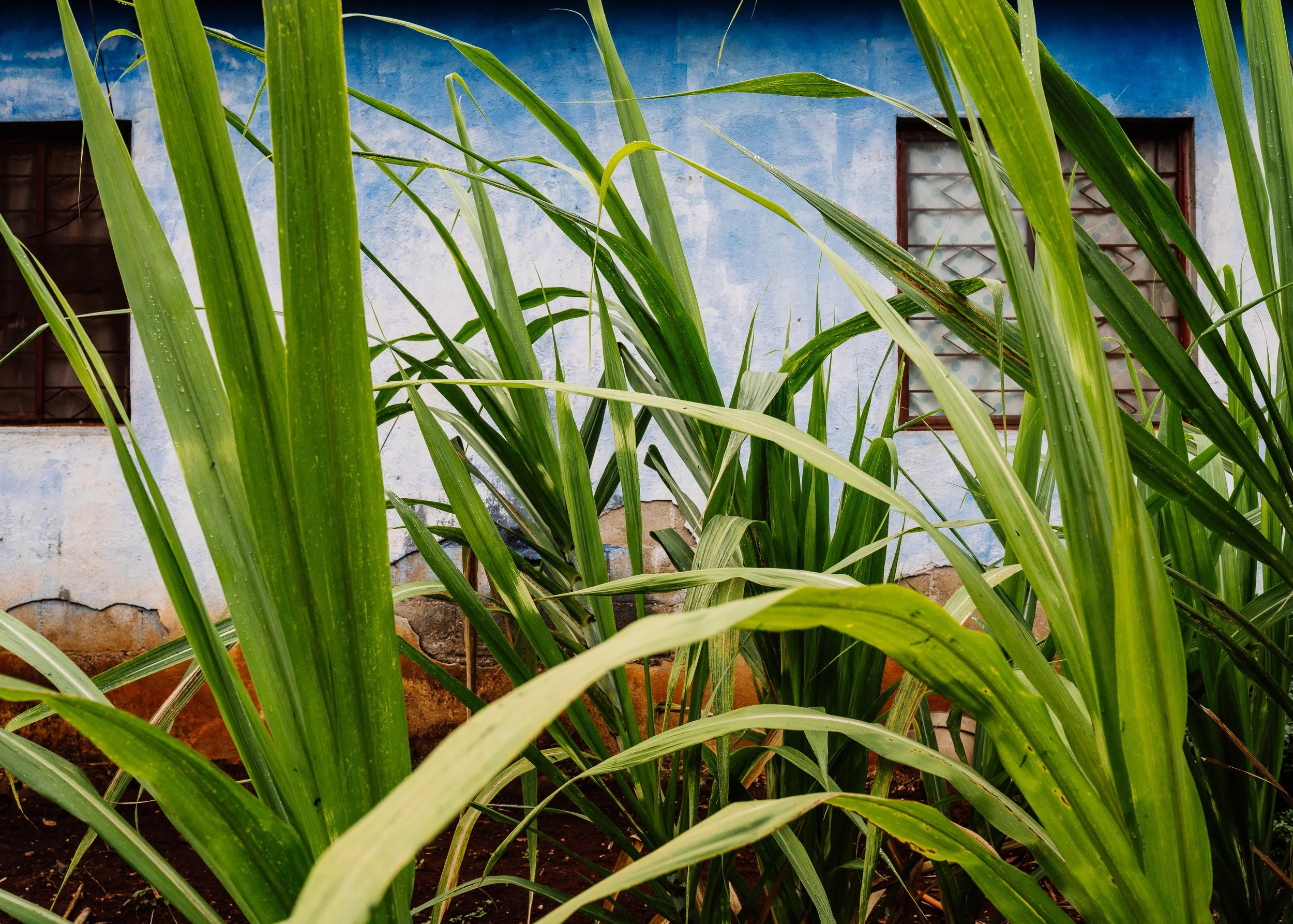 Saccharum Officinarum · San Luis Potosi, Mexico