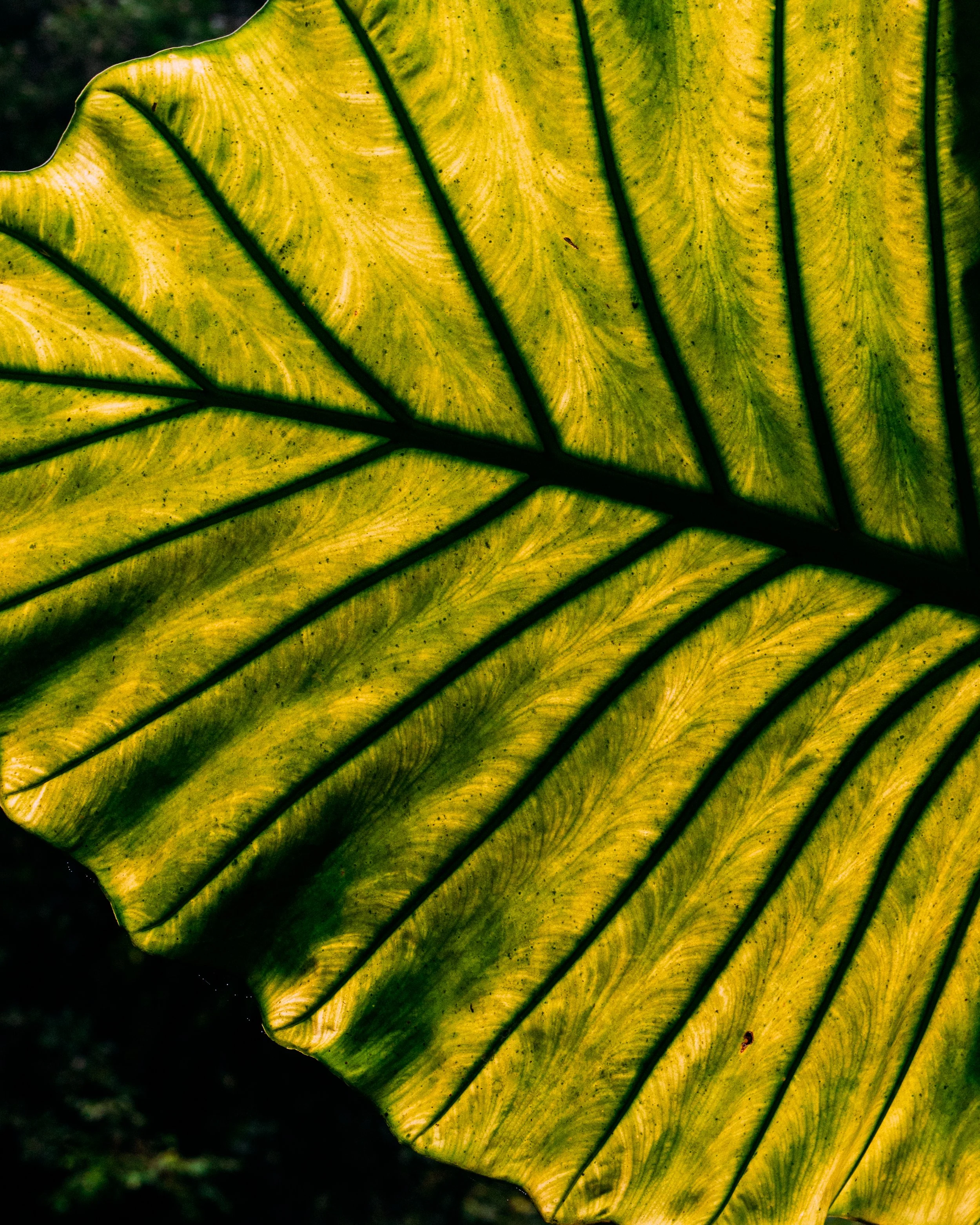 Colocasia Esculenta · Puerto Ángel, Oaxava, Méjico