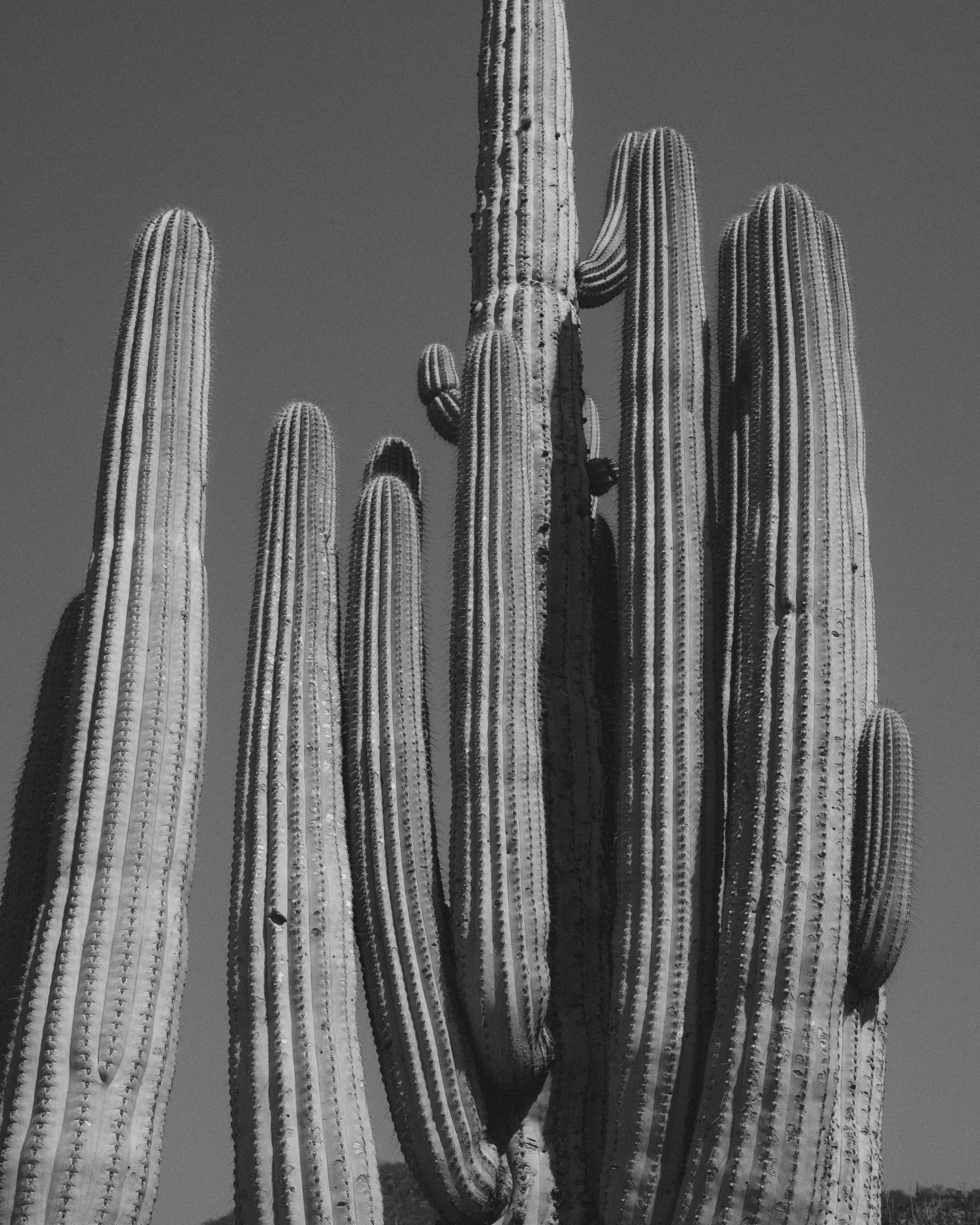 Cordyline Fruticosa · Jardín Botánico del Bosque de Chapultepec, MXCD, Méjico