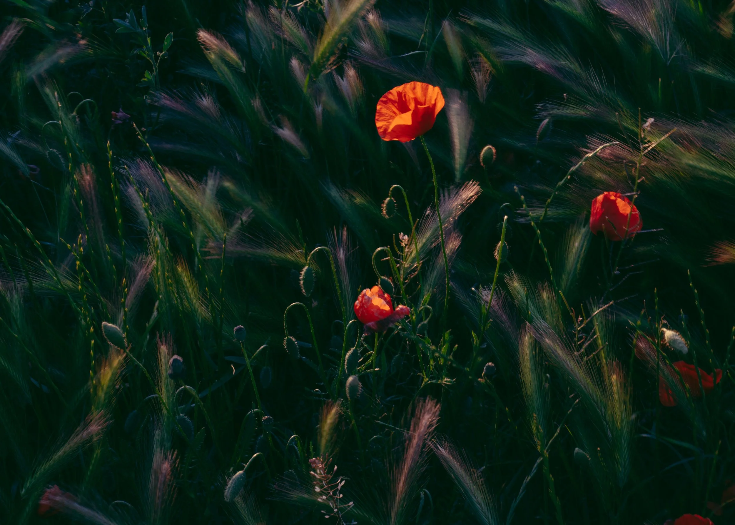 Papaver Rhoeas · Le Var, Provence, France