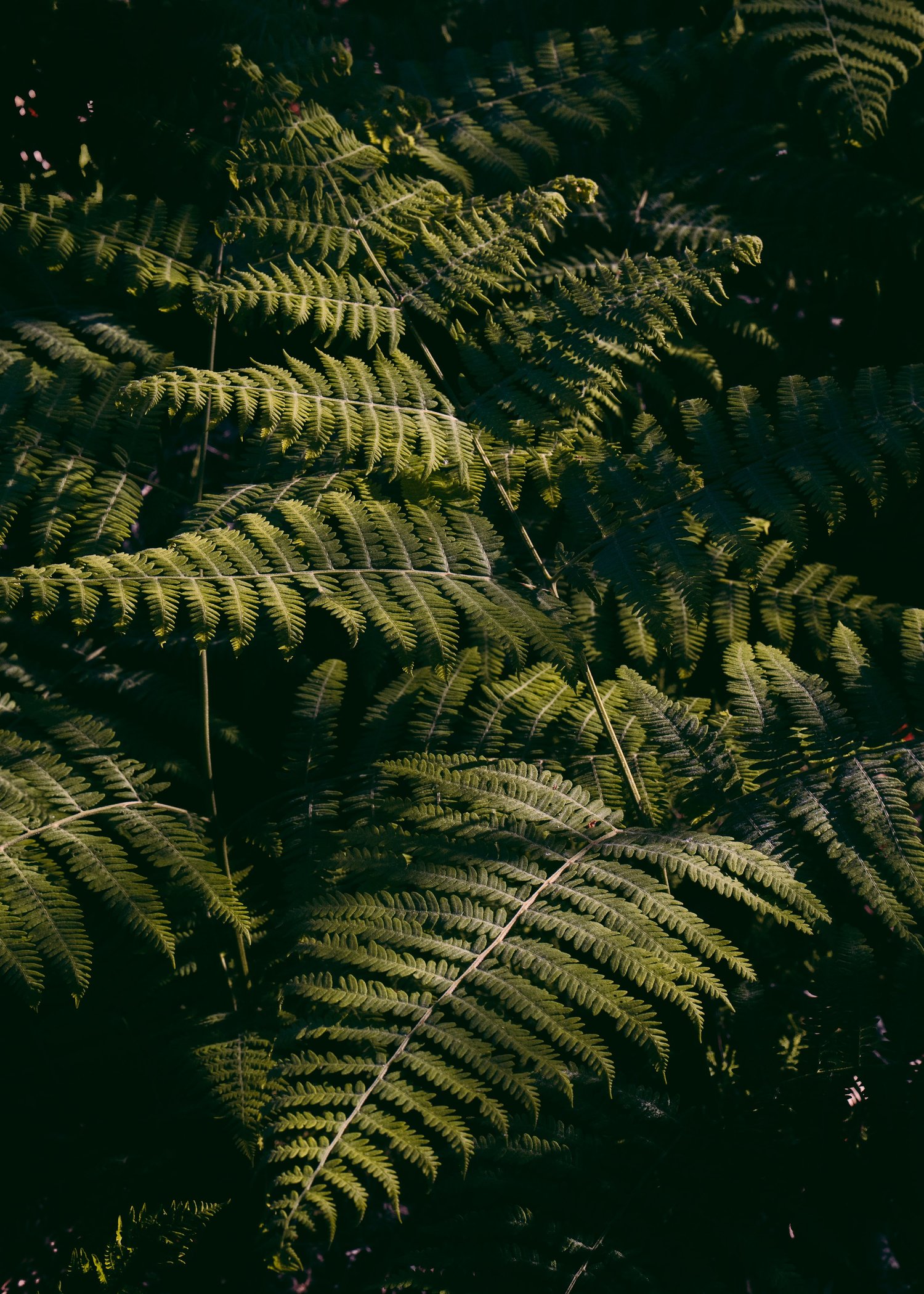 Pteridium Aquilinum · La Forêt de Fontainebleau, France
