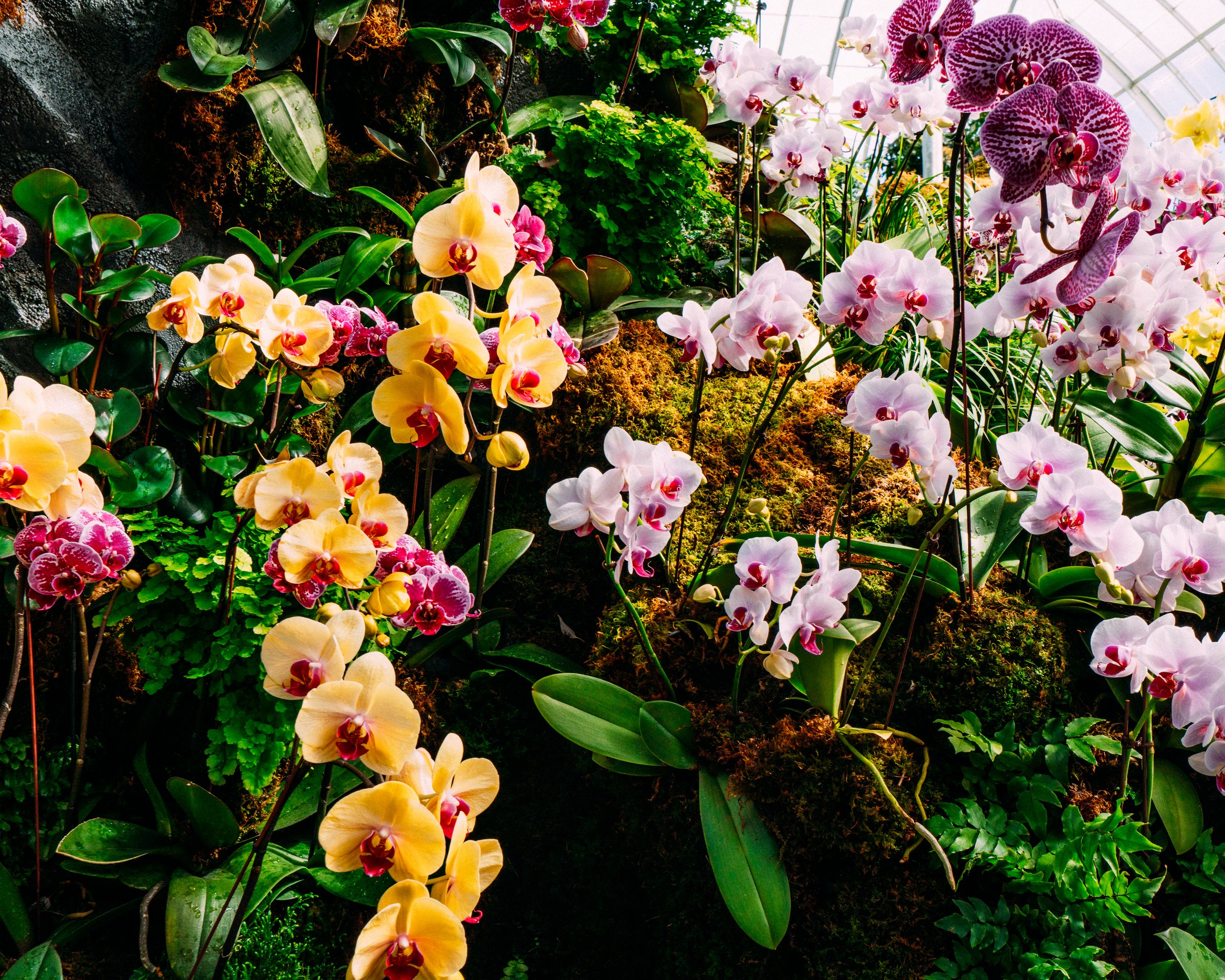 Phalaenopsis Aphrodite · New York Botanical Gardens, NY, USA