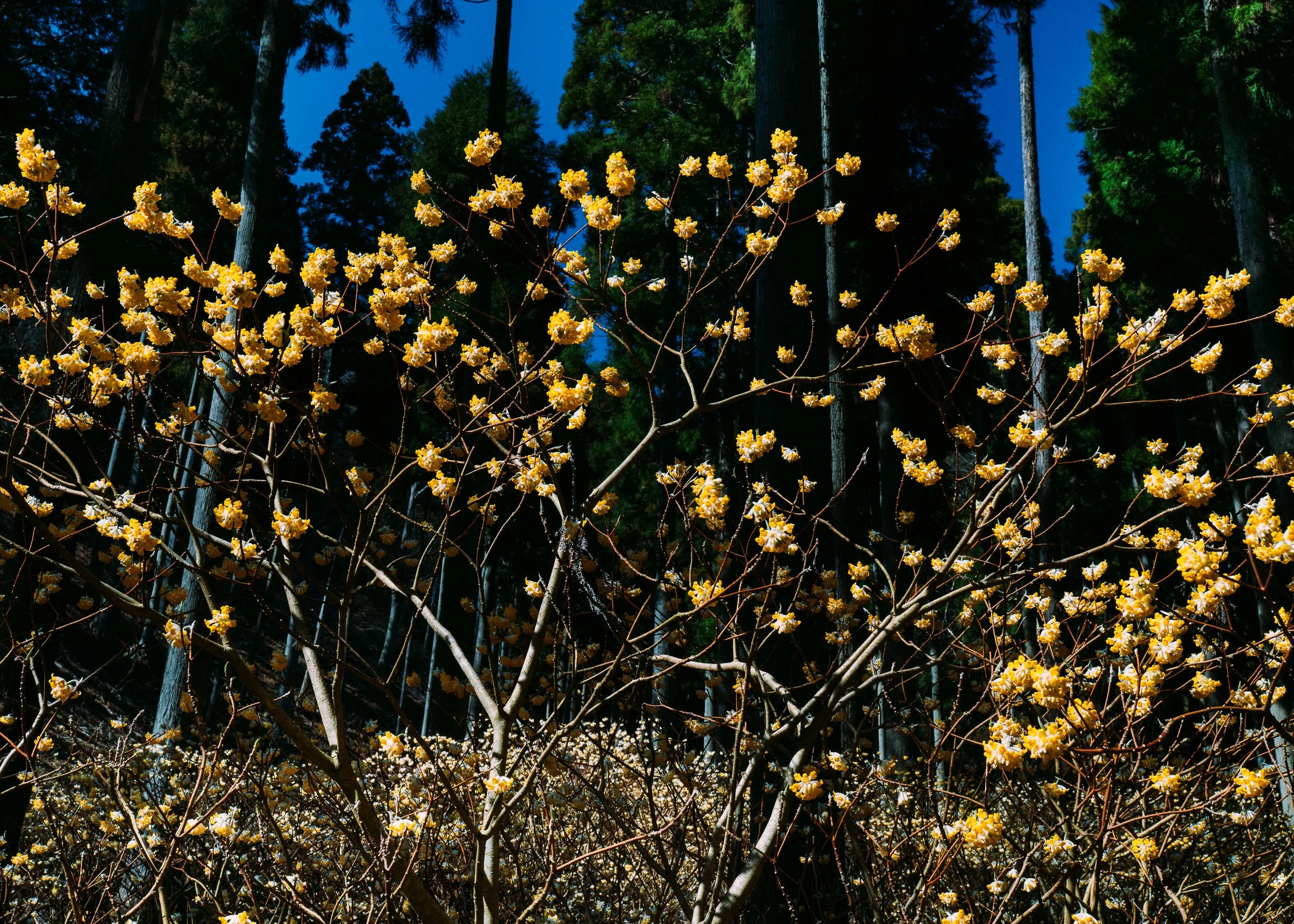 Edgeworthia Chrysantha · Kyoto Prefecture, Japan