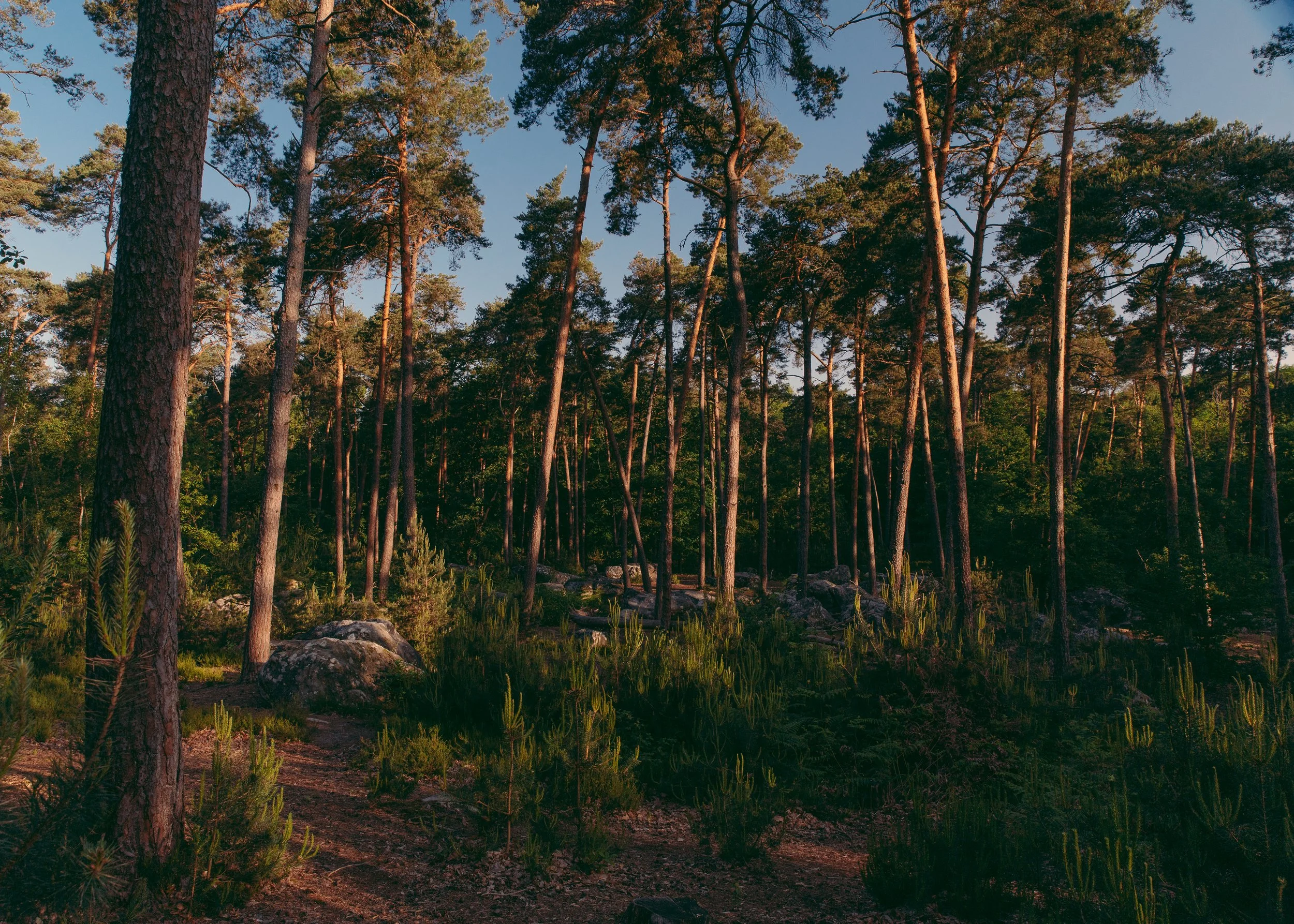 Pinus Sylvestris · La Forêt de Fontainebleau, France