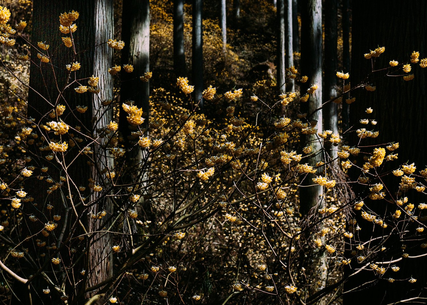 Edgeworthia Chrysantha · Kyoto Prefecture, Japan