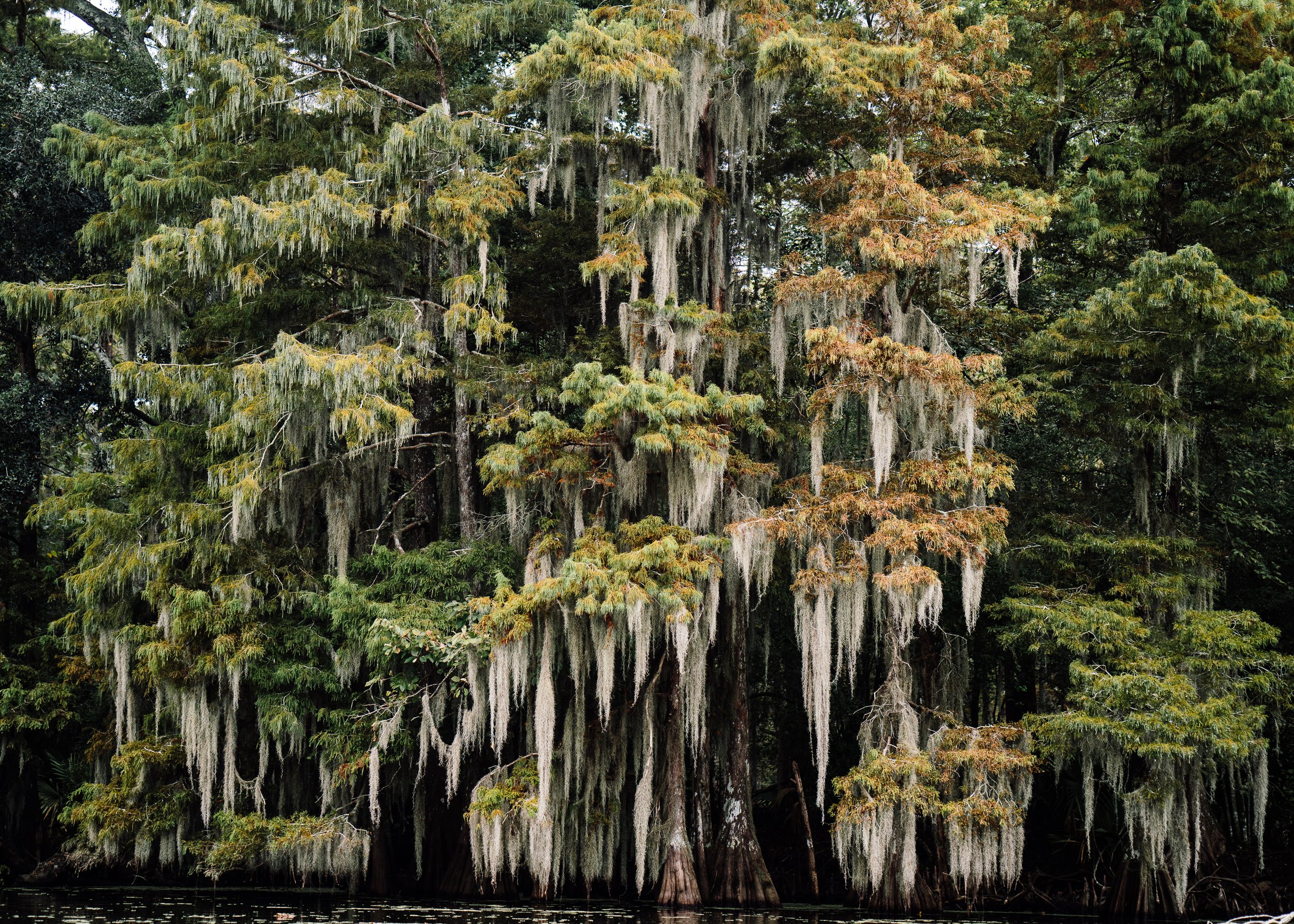 Taxodium Distichum · Louisiana, USA