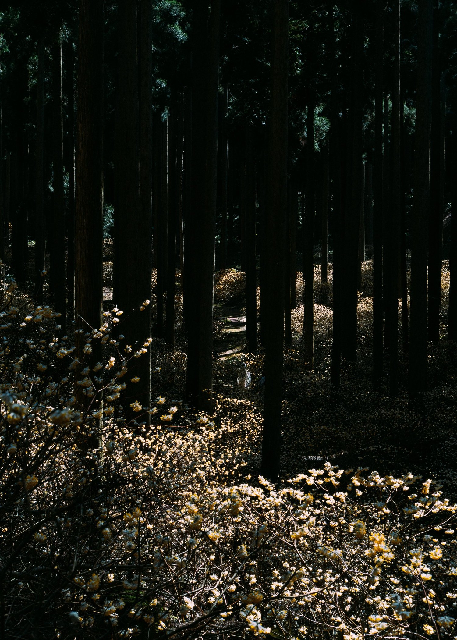 Edgeworthia Chrysantha · Kyoto Prefecture, Japan