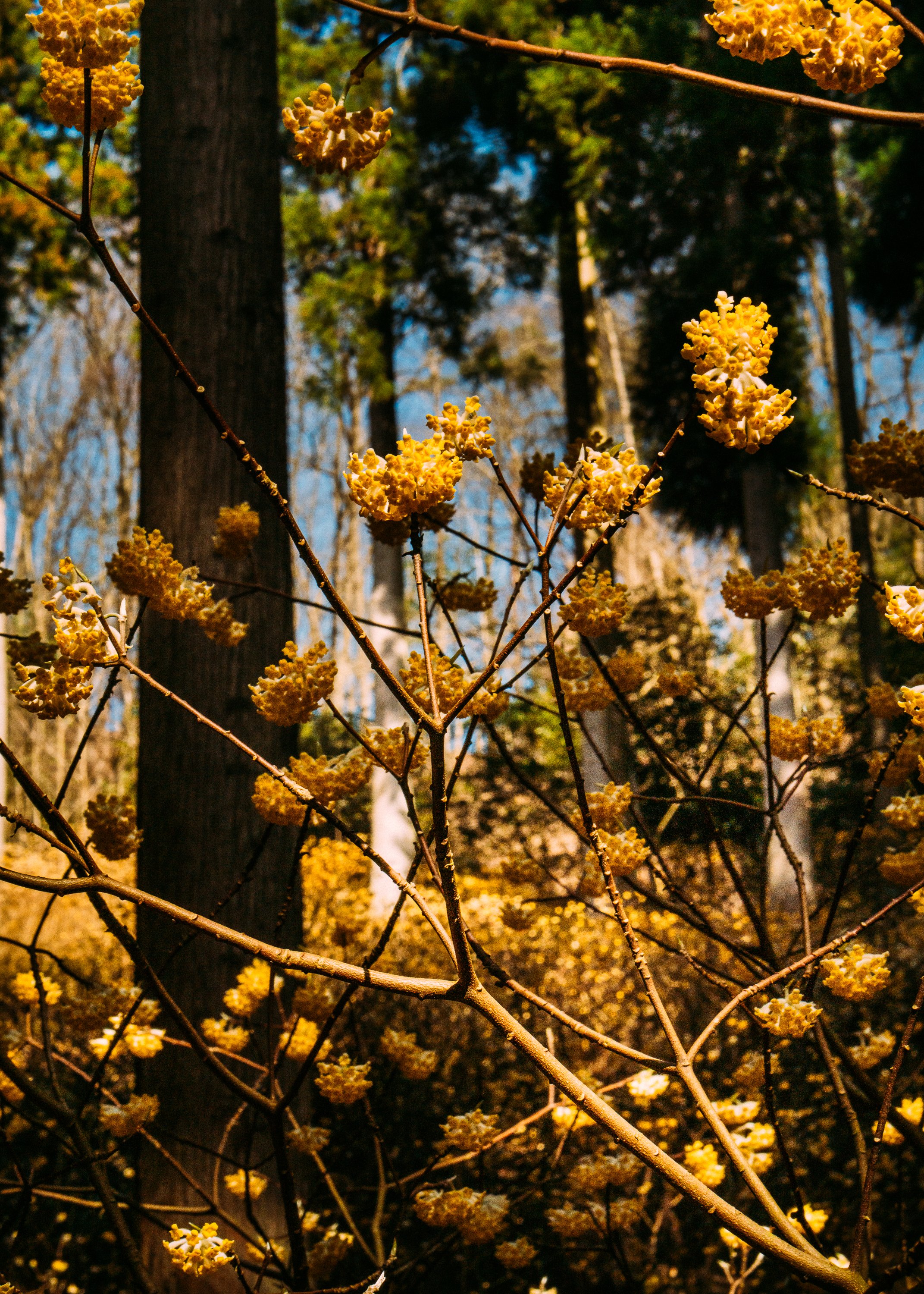 Edgeworthia Chrysantha · Kyoto Prefecture, Japan