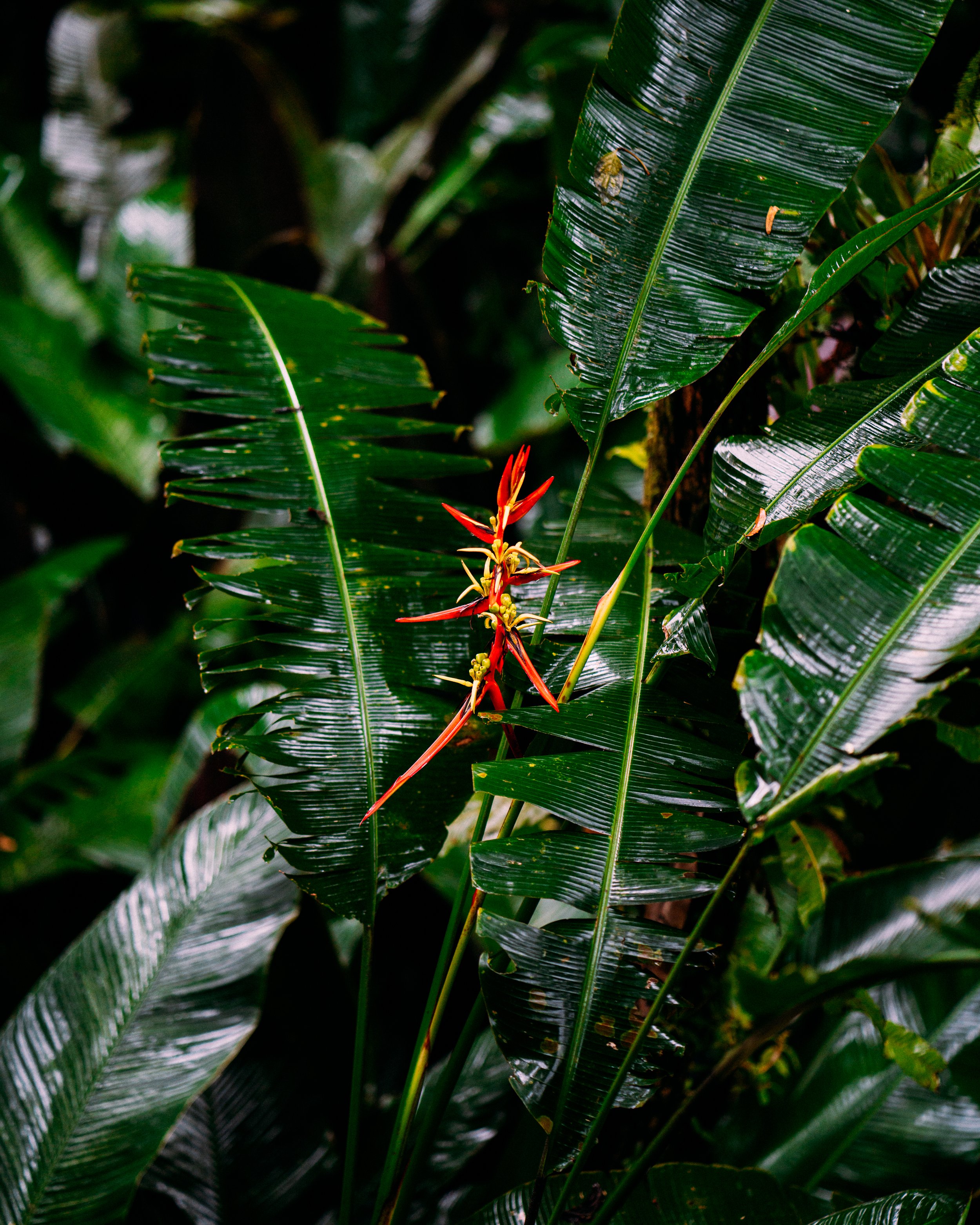Heliconia Metallica, Xilitla, San Luis Potosí, Méjico