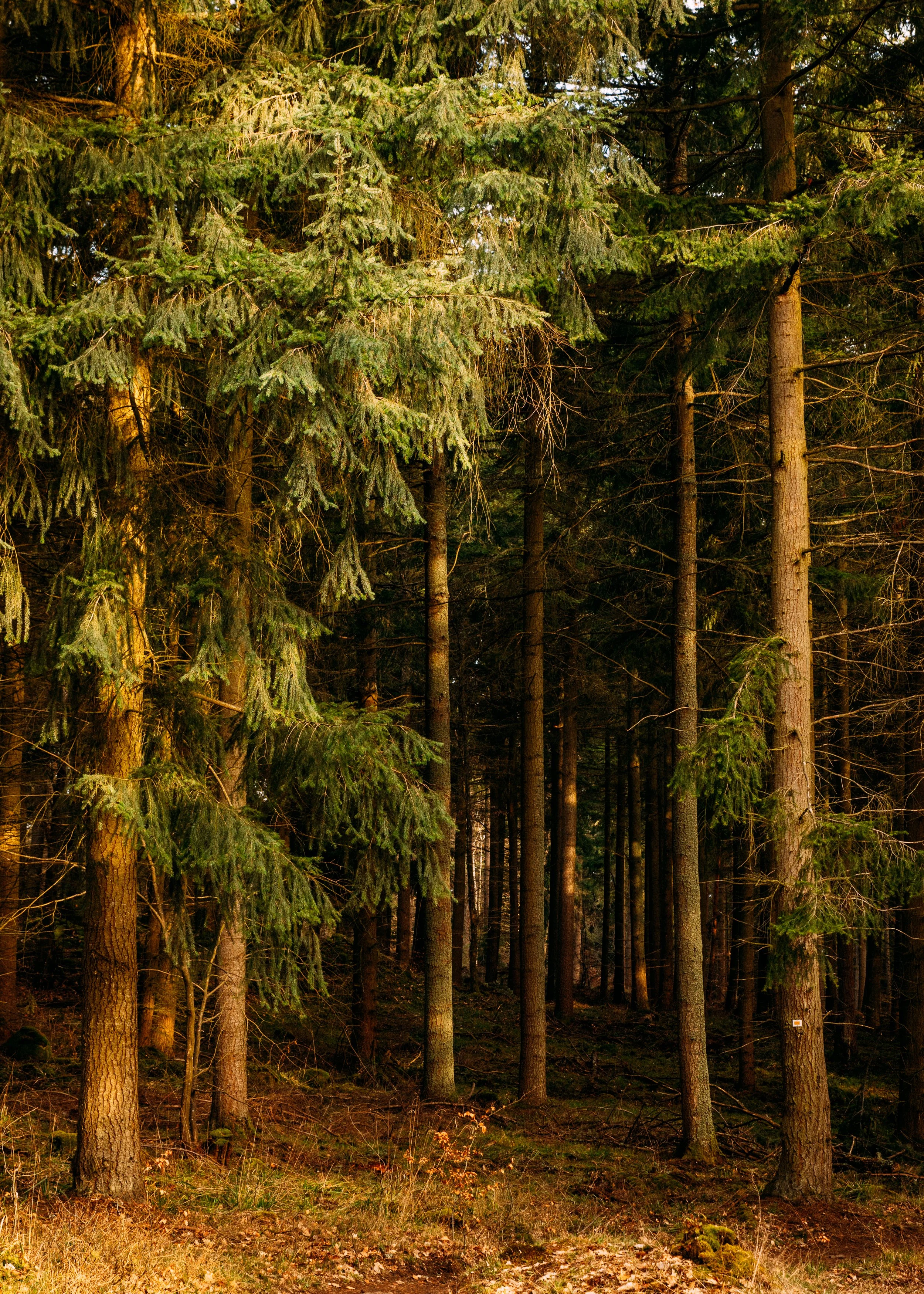 Picea Abies · Colmar, France
