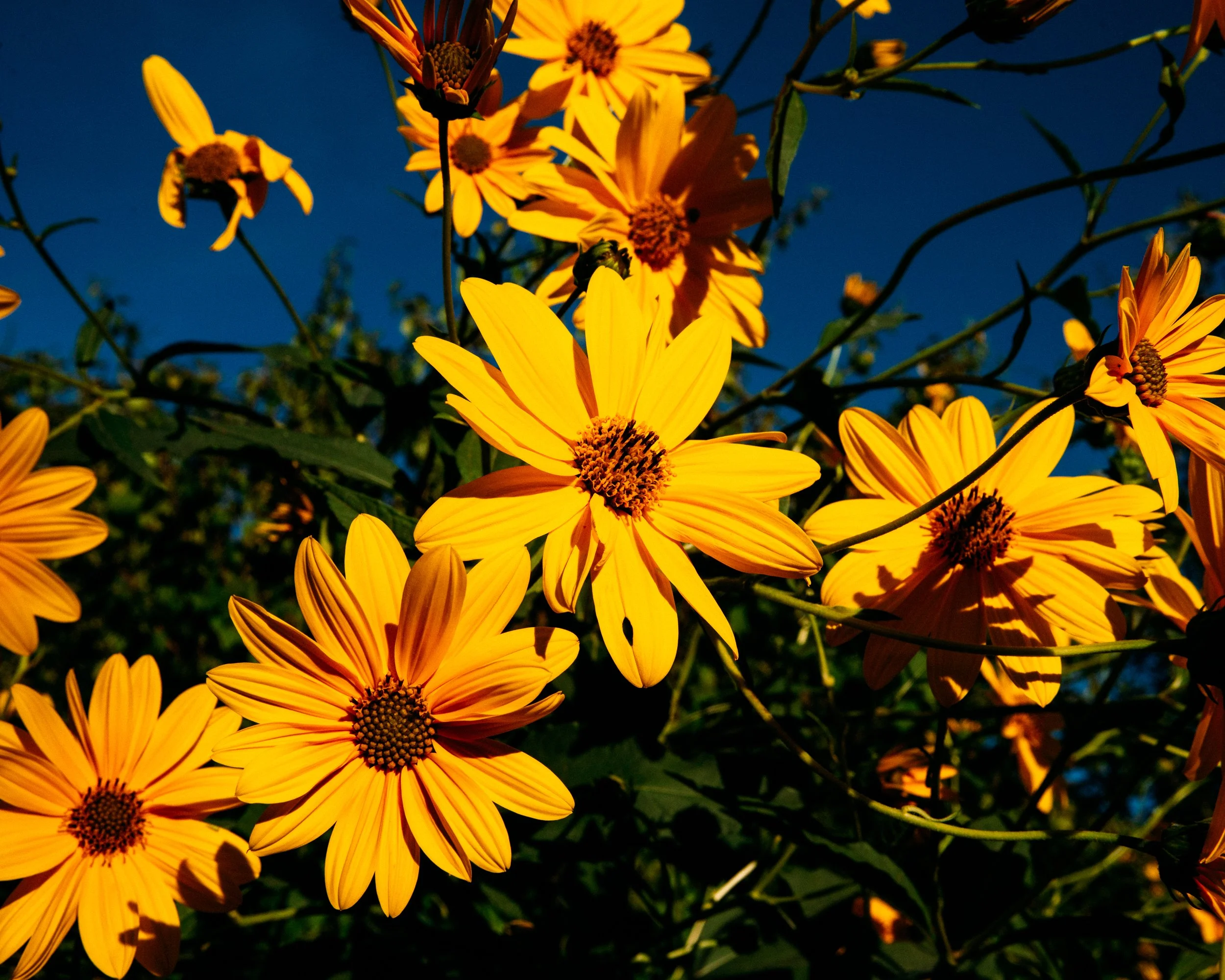 Helianthus Tuberosus · Siena, Toscana, Italia