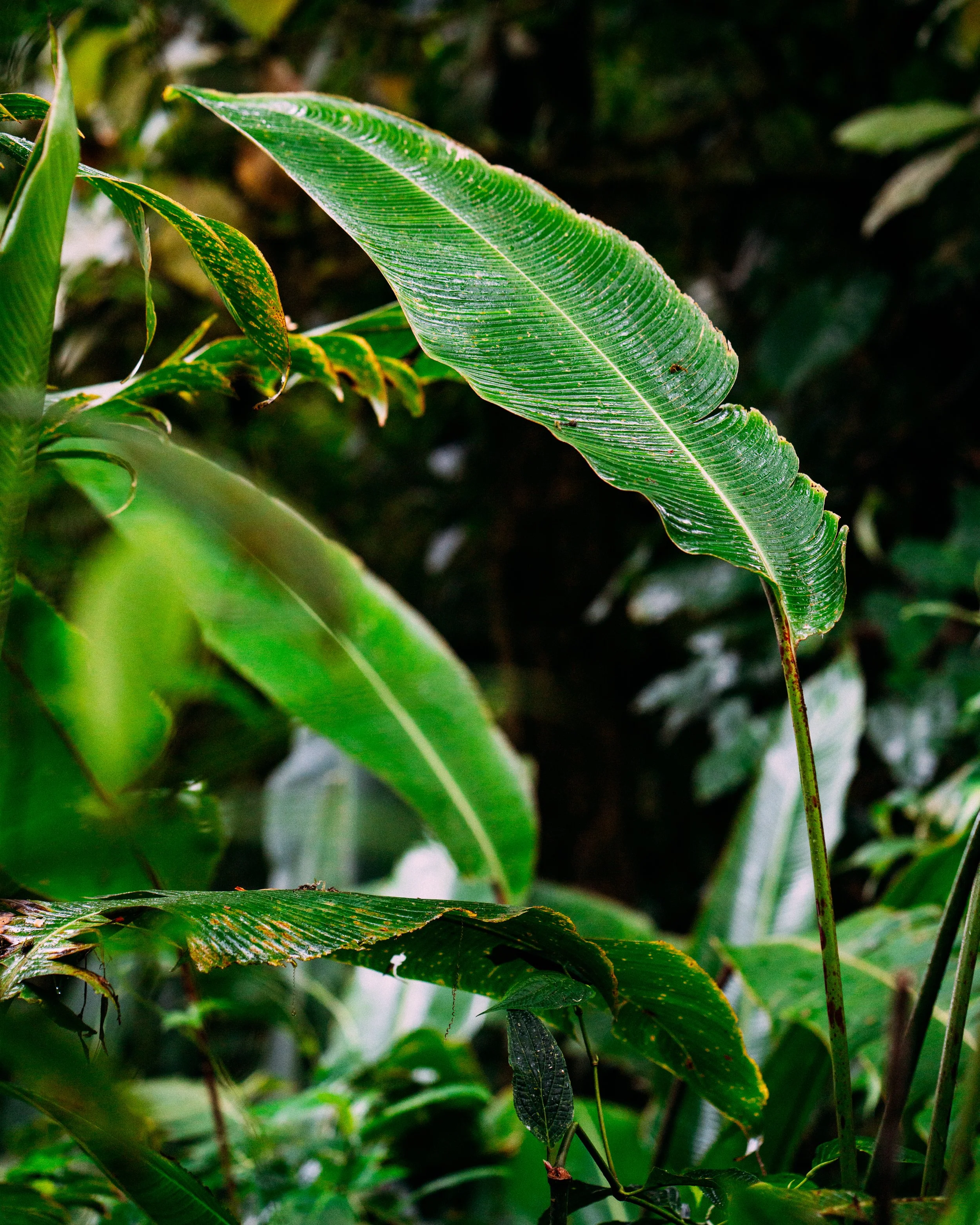 Heliconia Metallica · Xilitla, San Luis Potosí, Méjico