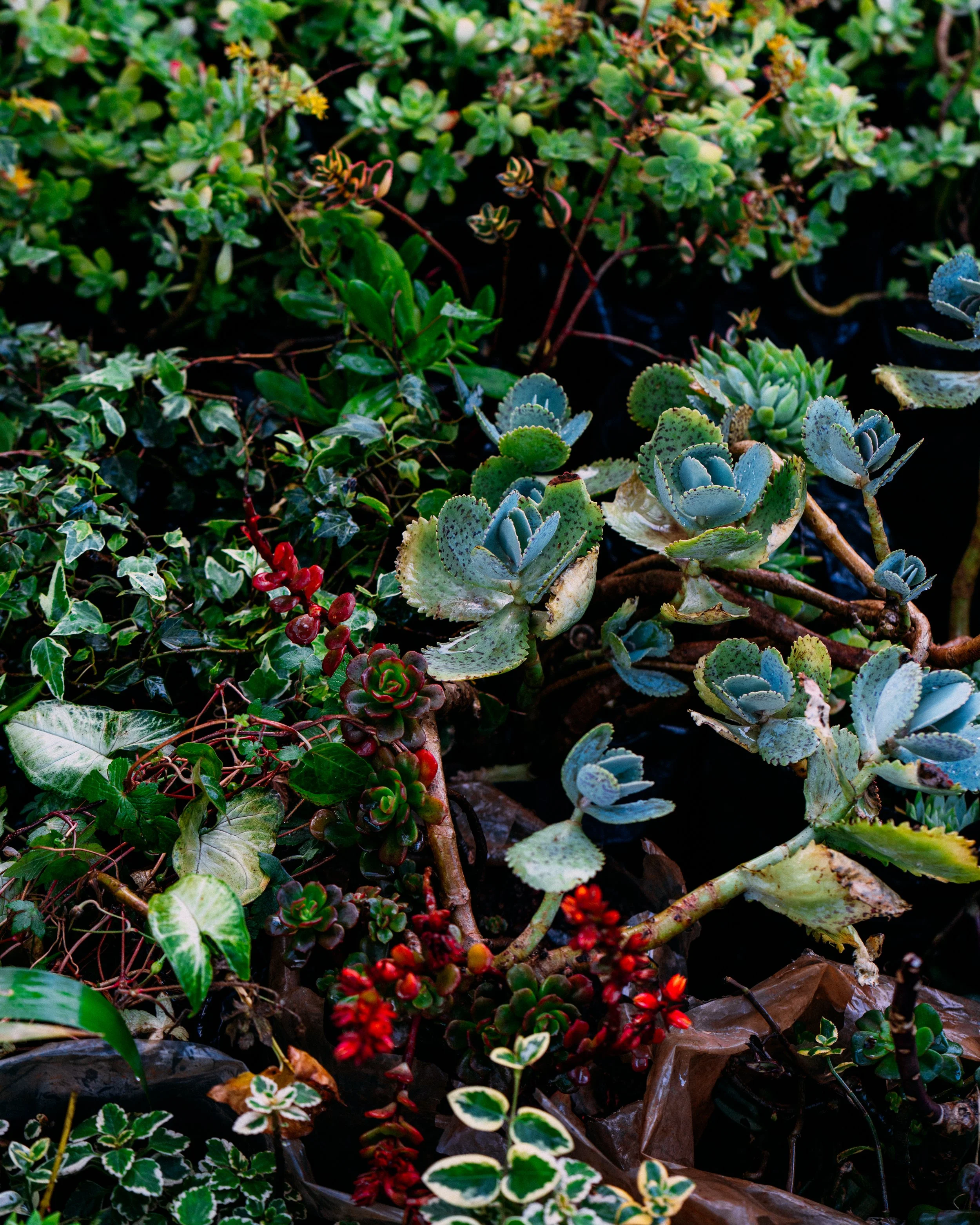 Kalanchoe Marmorata · Jardín Botánico del Bosque de Chapultepec, MXCD, Méjico