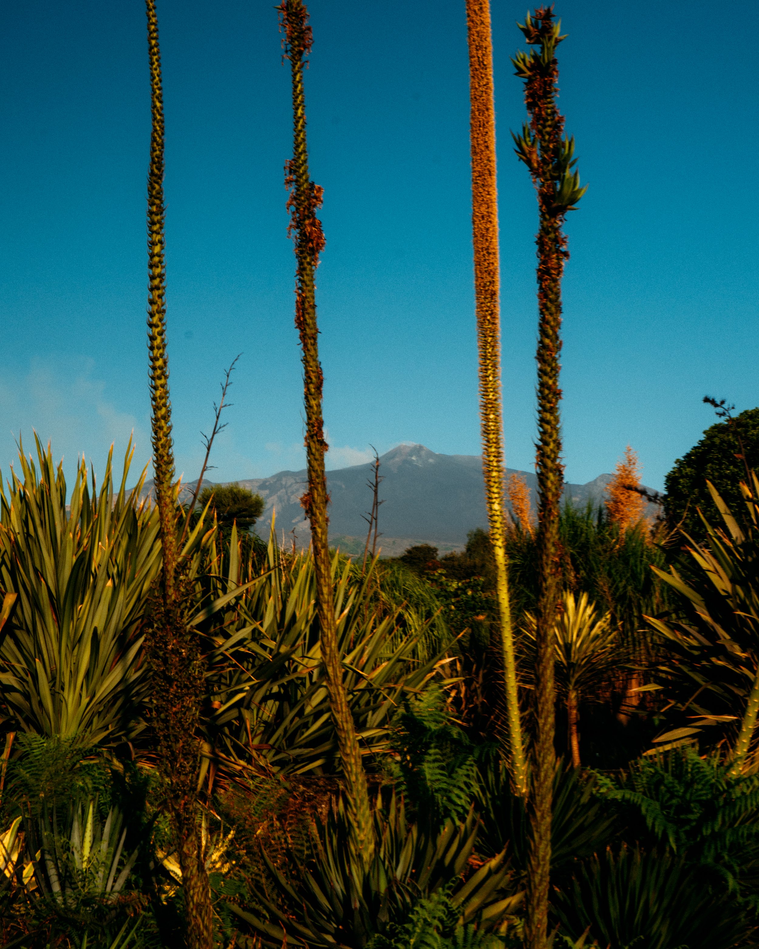 Yucca Elata, Radicepura, Sicilia, Italia