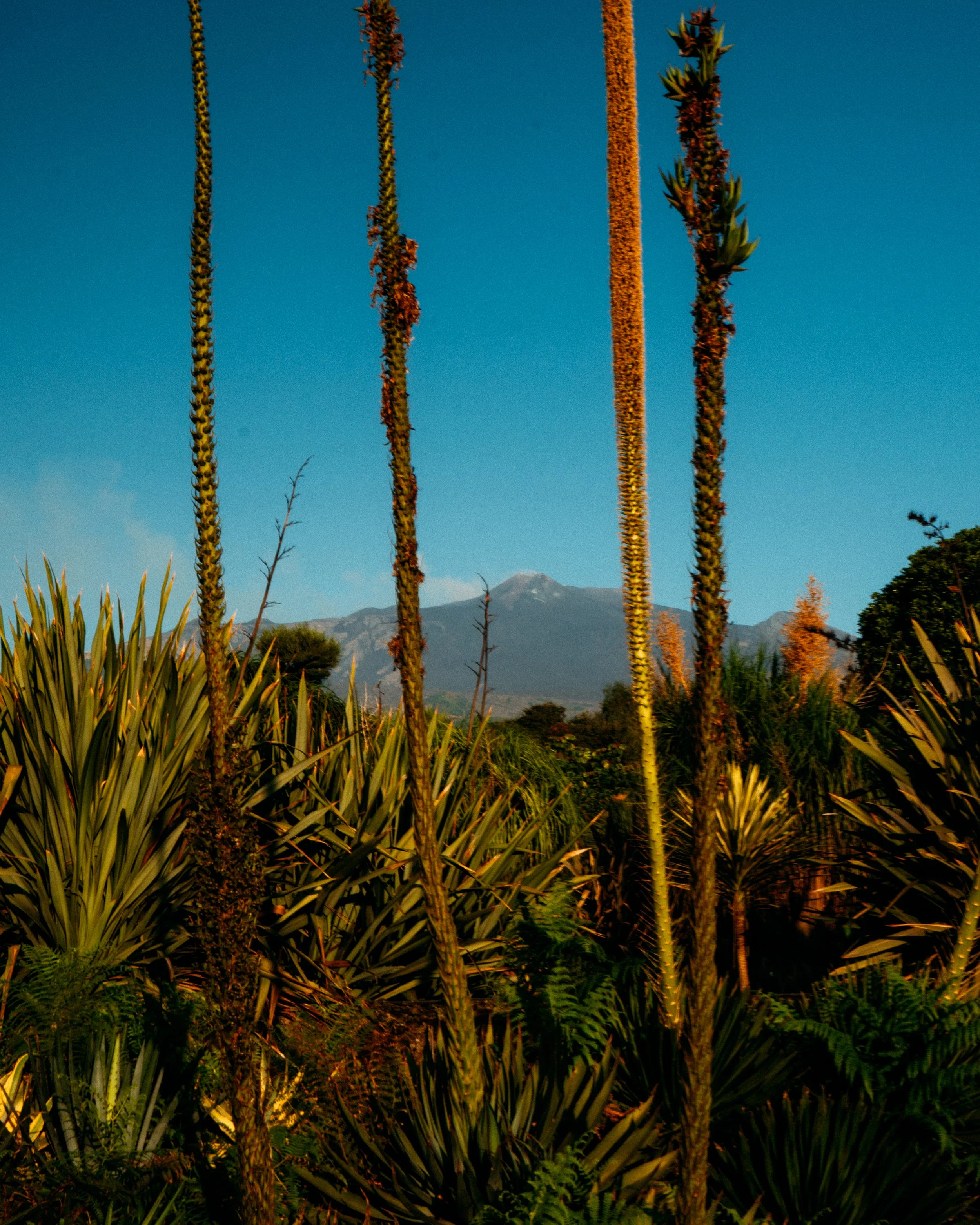 Yucca Elata · Radicepura, Sicilia, Italia