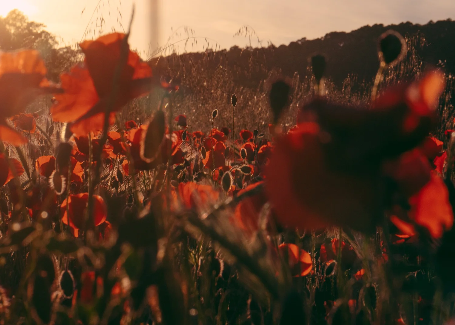 Papaver Rhoeas · Le Var, Provence, France