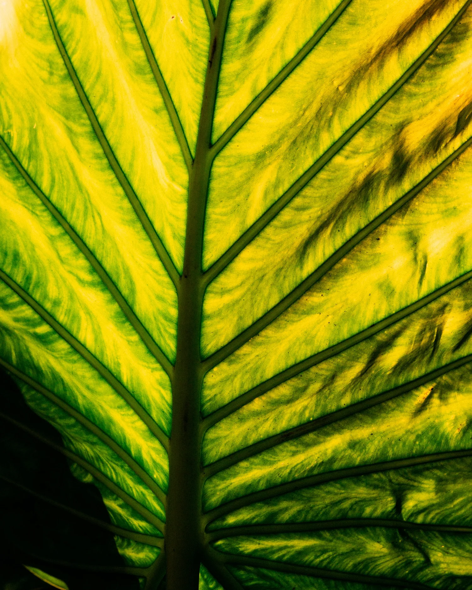 Alocasia Macrorrhizos · Corcovado, Osa Peninsula, Costa Rica