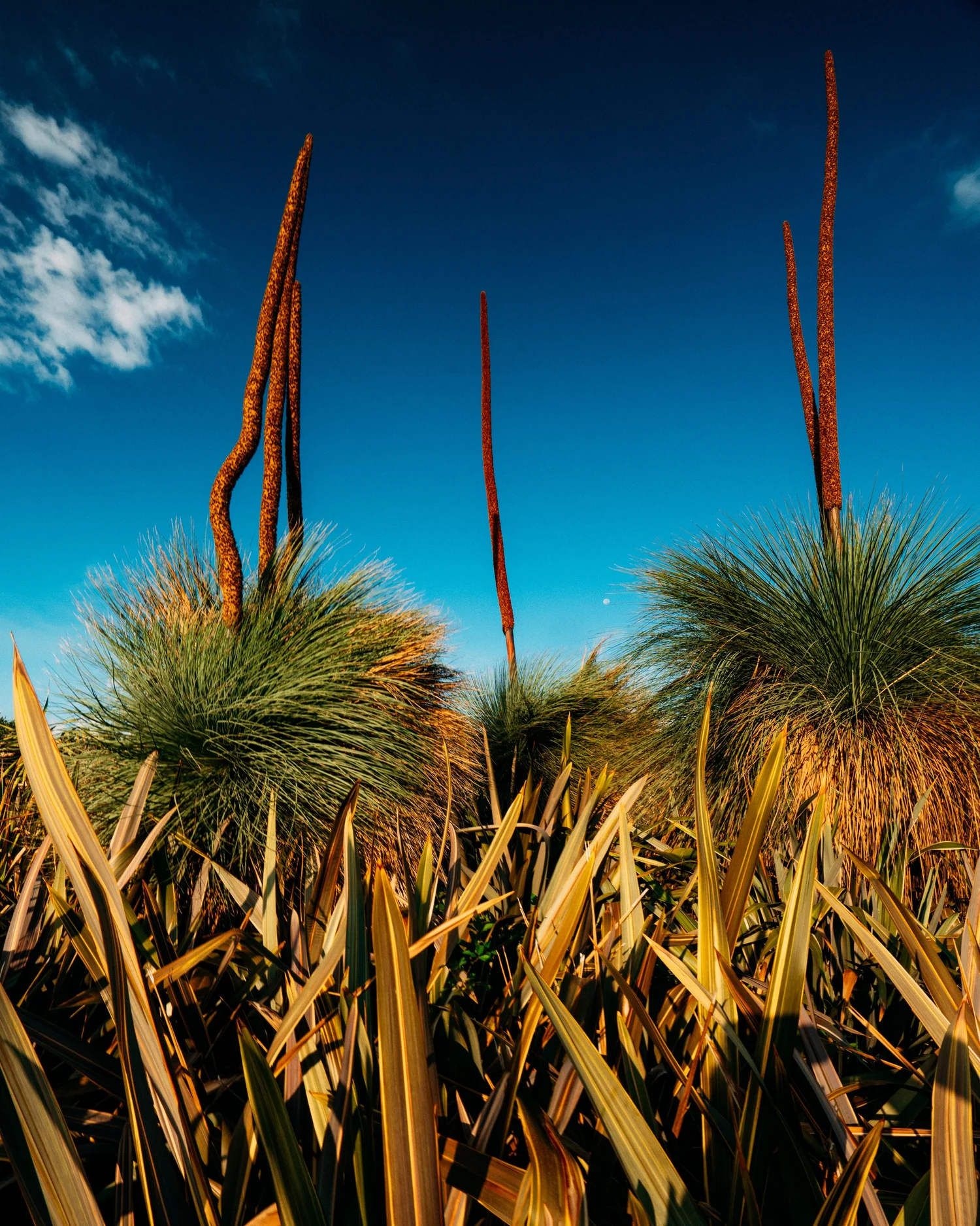 Yucca Elata · Radicepura, Sicilia, Italia