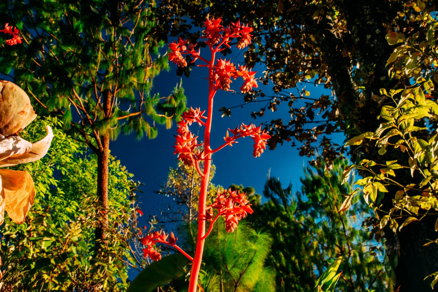 Rodgersia Aesculifolia · San José del Pacifico, Oaxaca, Méjico