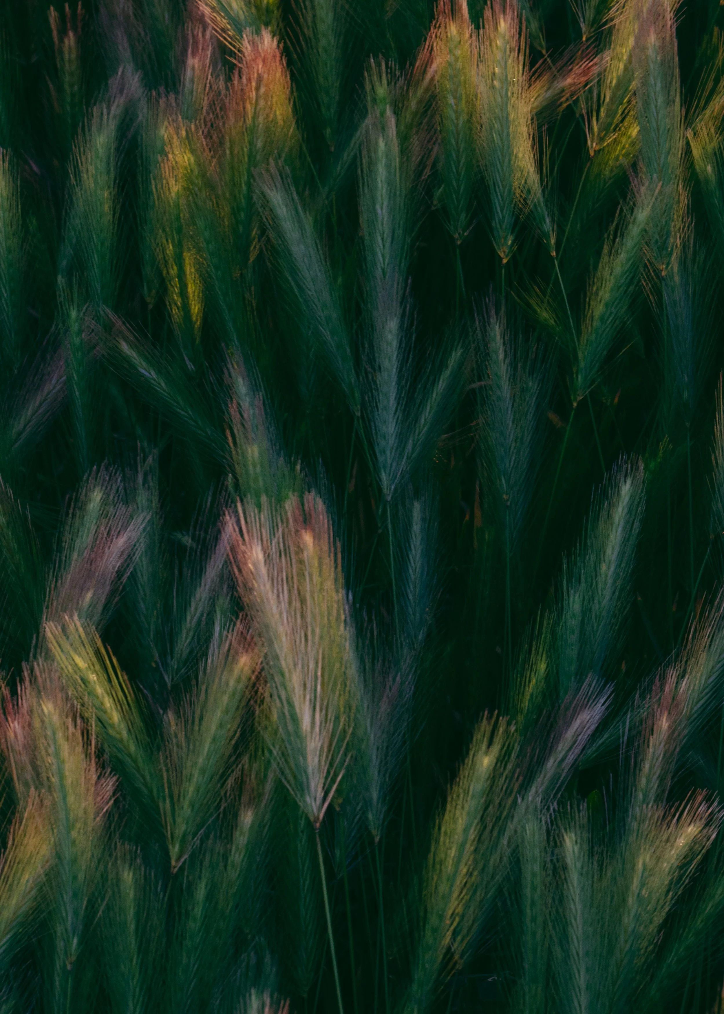Hordeum Murinum · Le Var, Provence, France