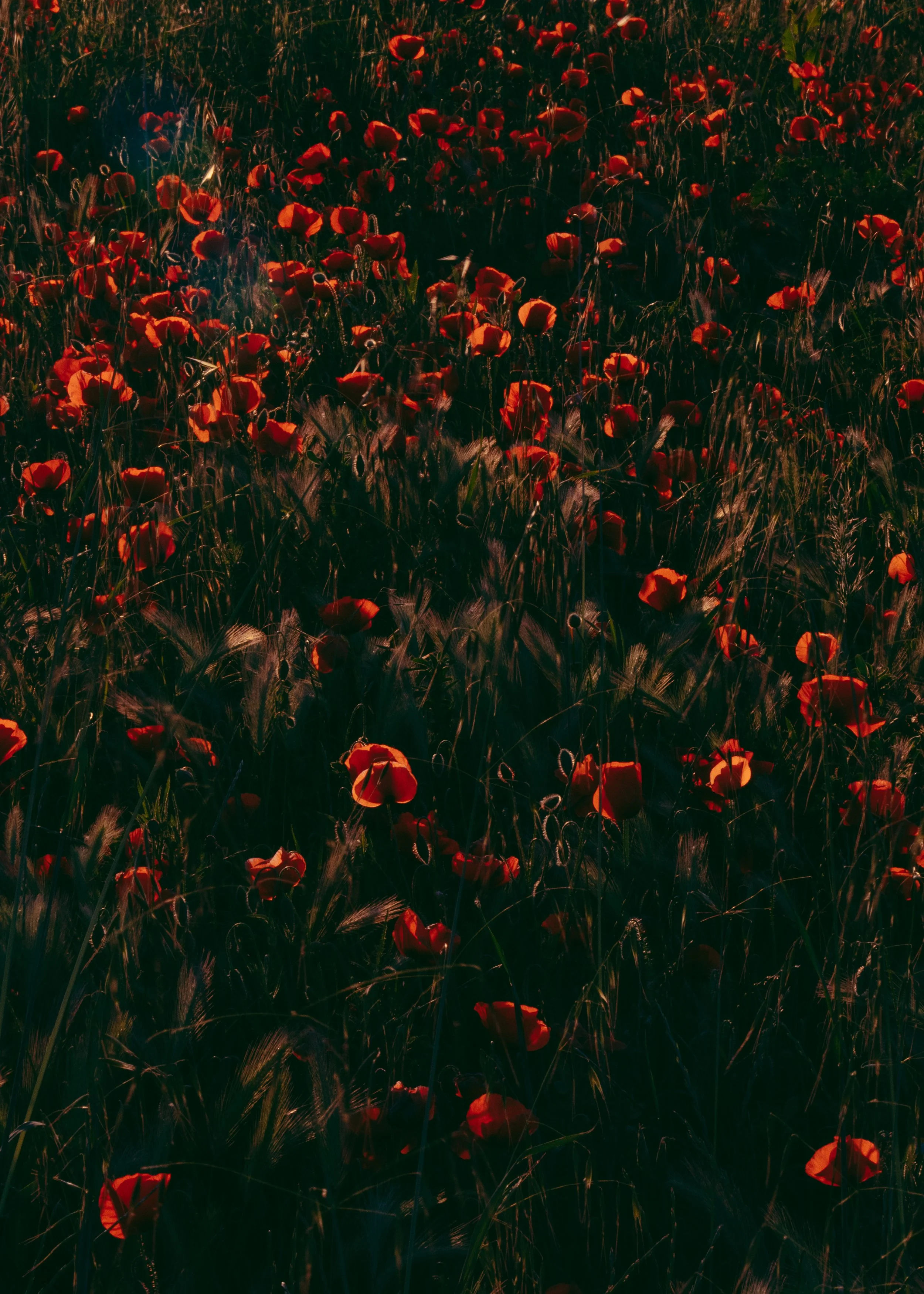 Papaver Rhoeas · Le Var, Provence, France