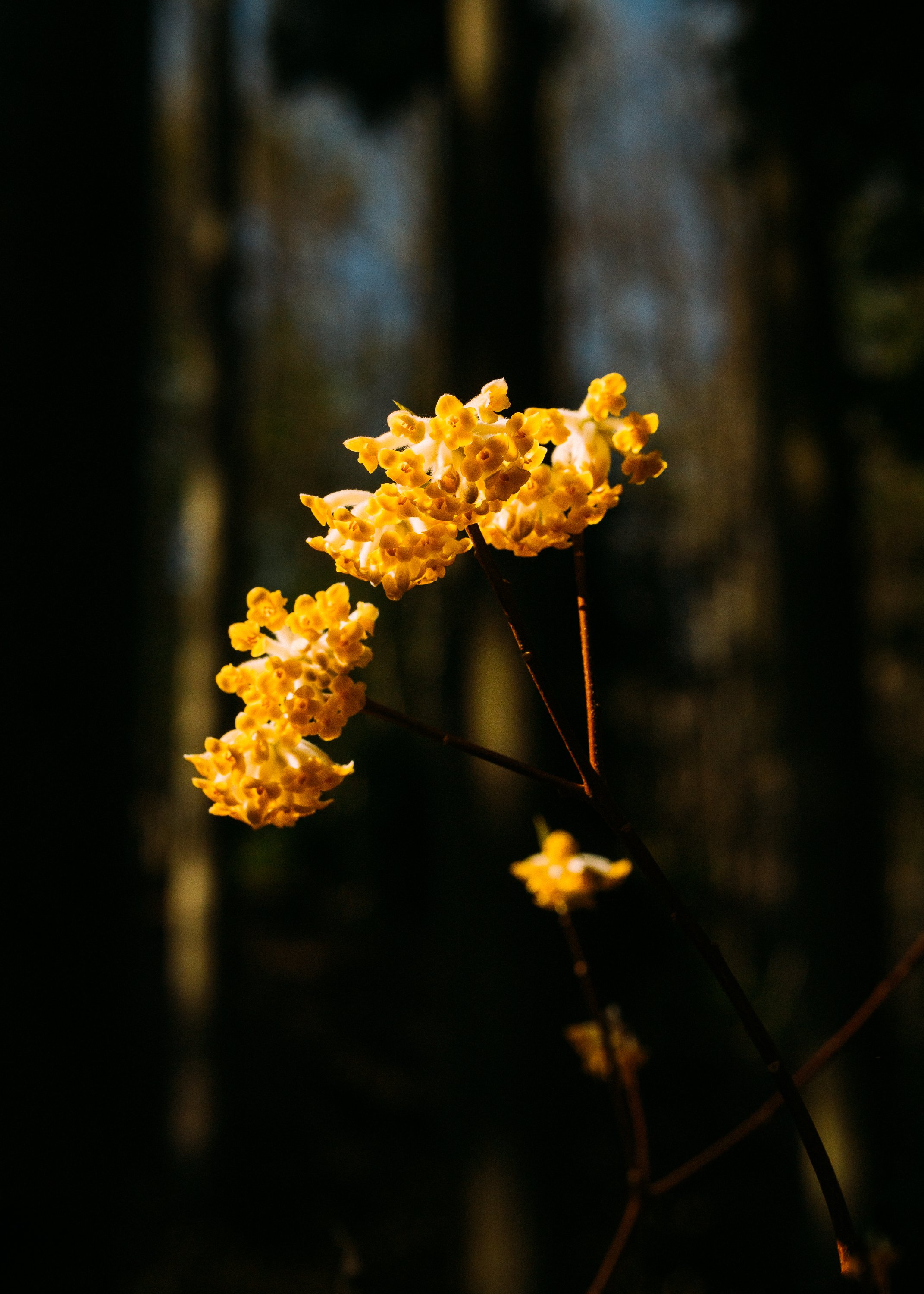Edgeworthia Chrysantha · Kyoto Prefecture, Japan