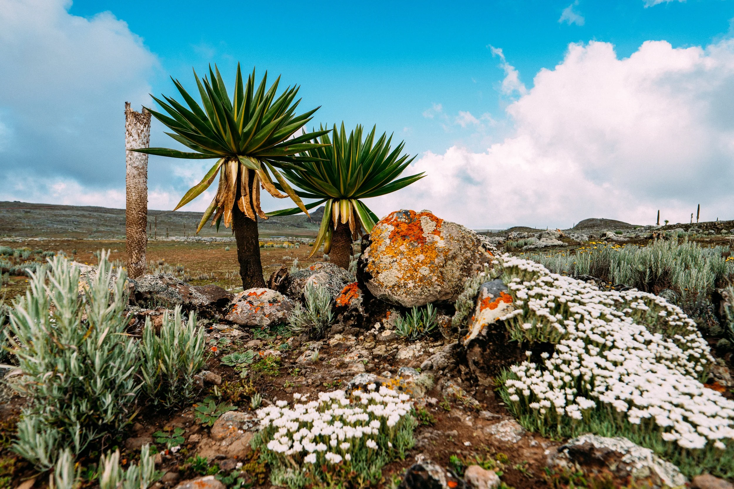 Yucca Gloriosa · Bale National Park, Ethiopia