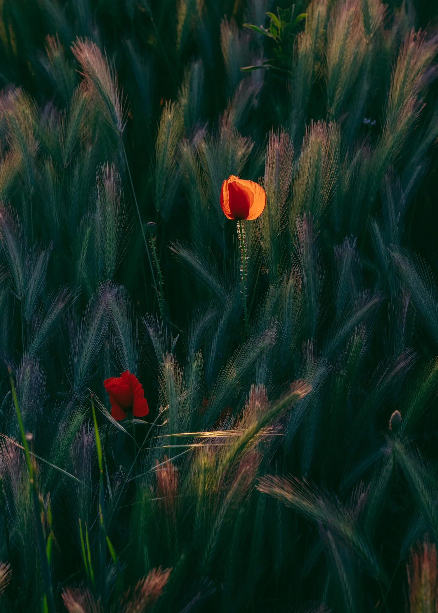 Papaver Rhoeas · Le Var, Provence, France