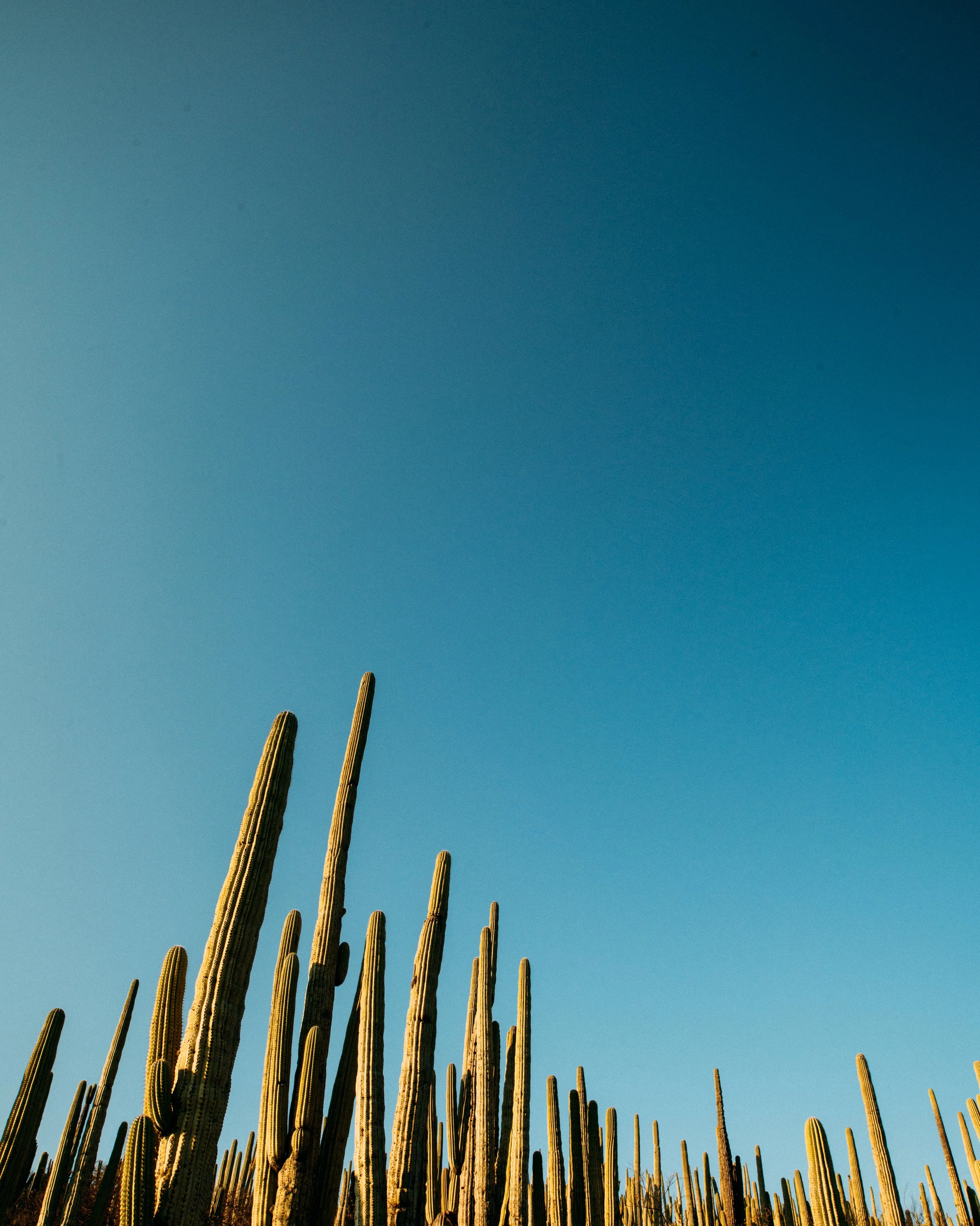 Carnegiea Gigantea · Zapotitlán, Puebla, Méjico