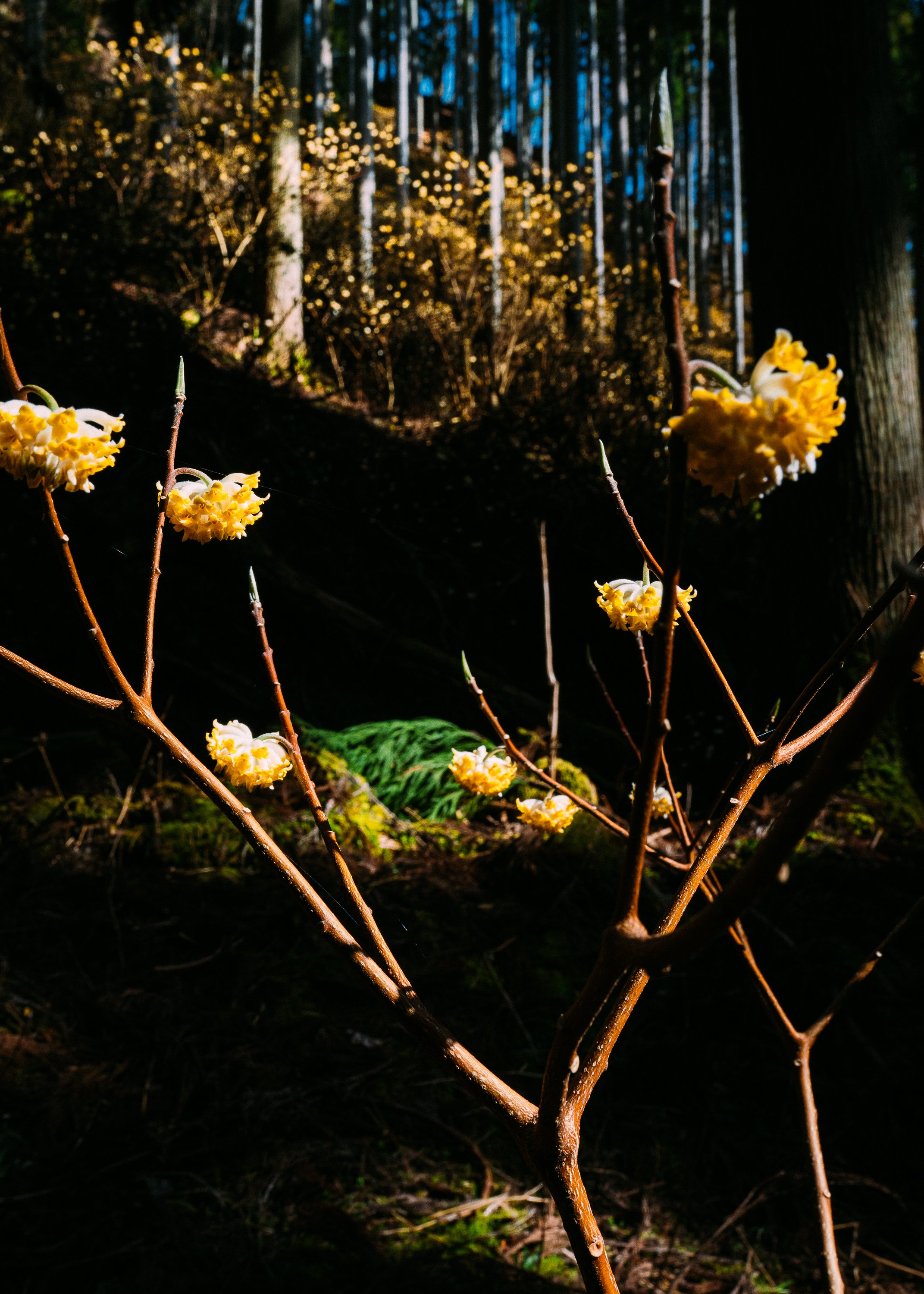 Edgeworthia Chrysantha · Kyoto Prefecture, Japan