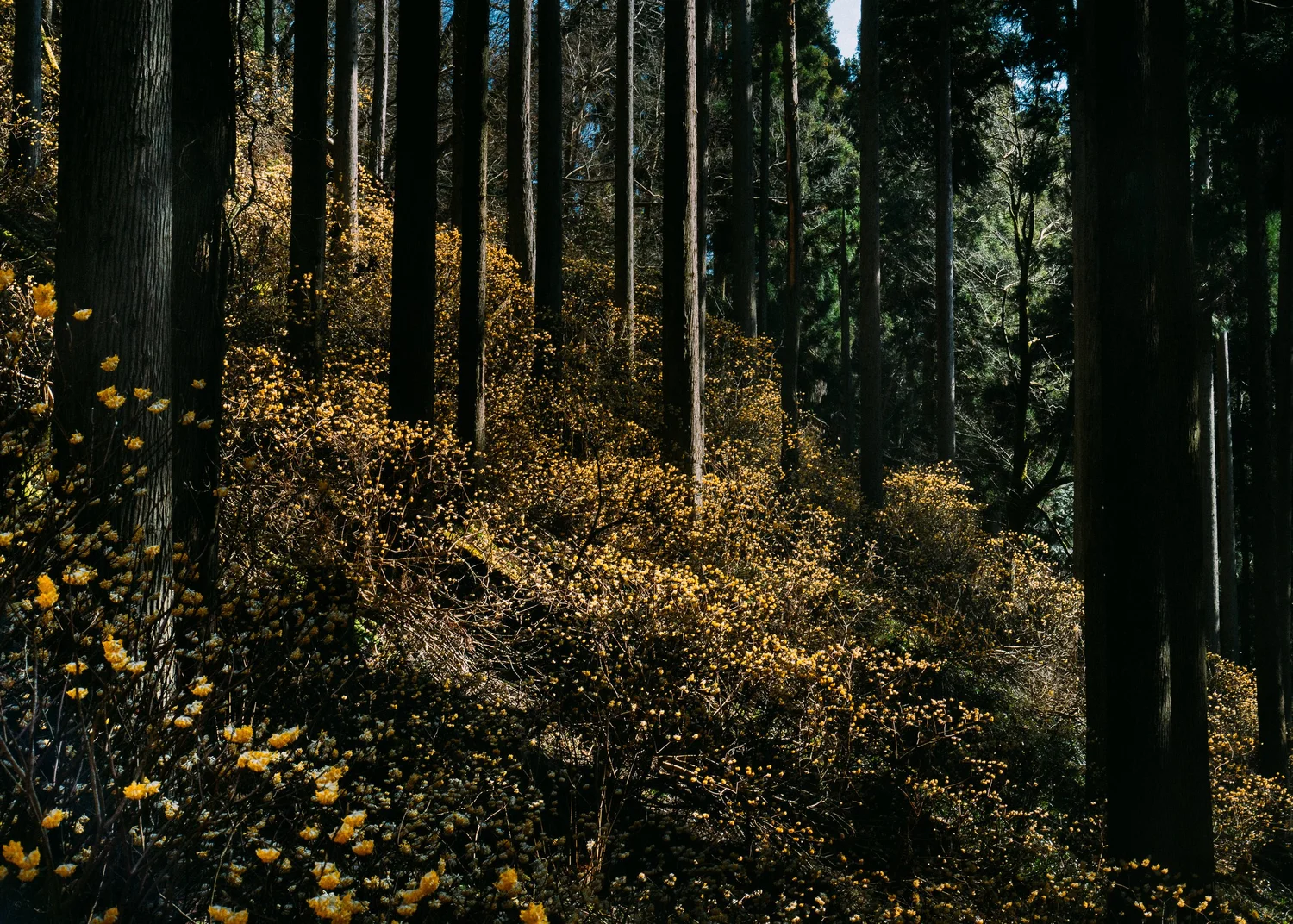 Edgeworthia Chrysantha · Kyoto Prefecture, Japan