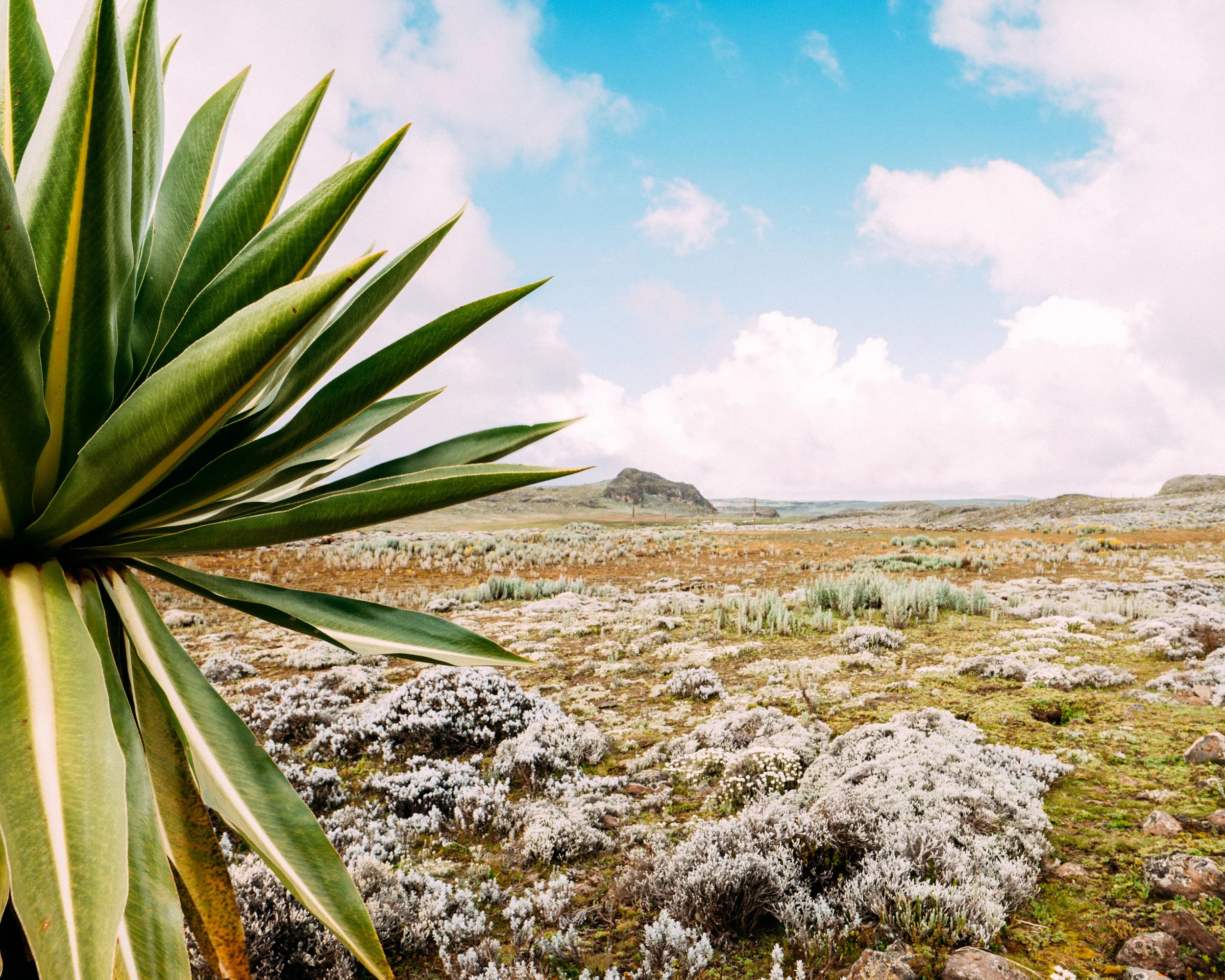 Agave Sisalana · Bale National Park, Ethiopia