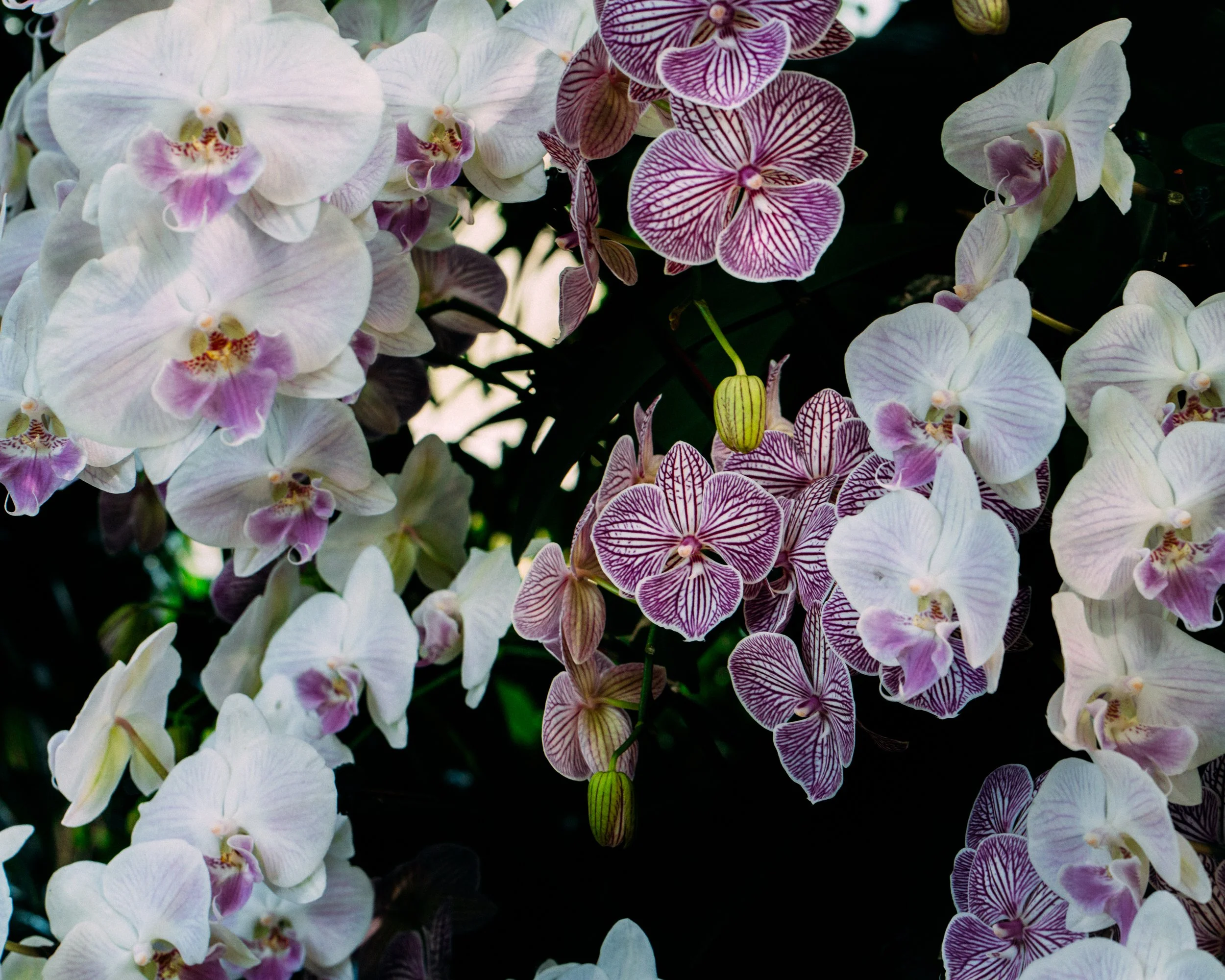 Phalaenopsis Aphrodite · New York Botanical Gardens, NY, USA