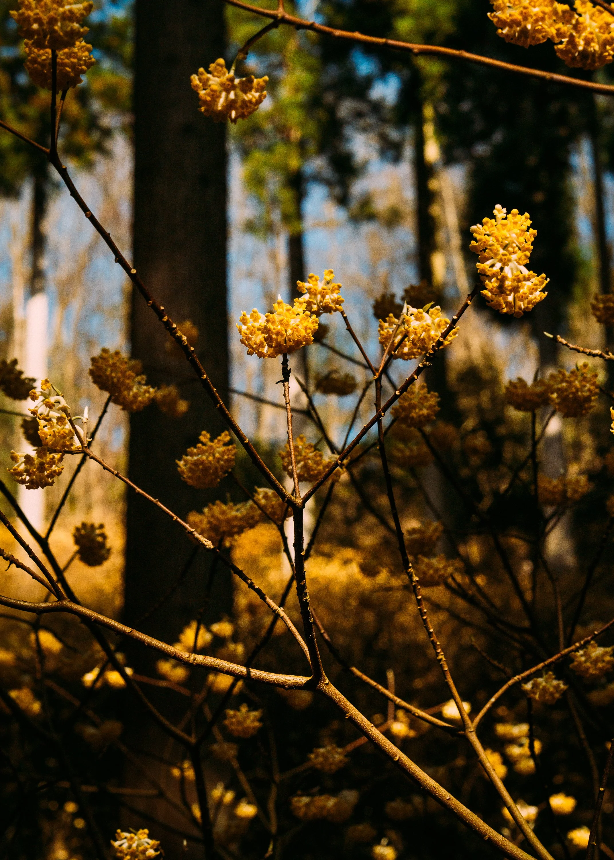 Edgeworthia Chrysantha · Kyoto Prefecture, Japan