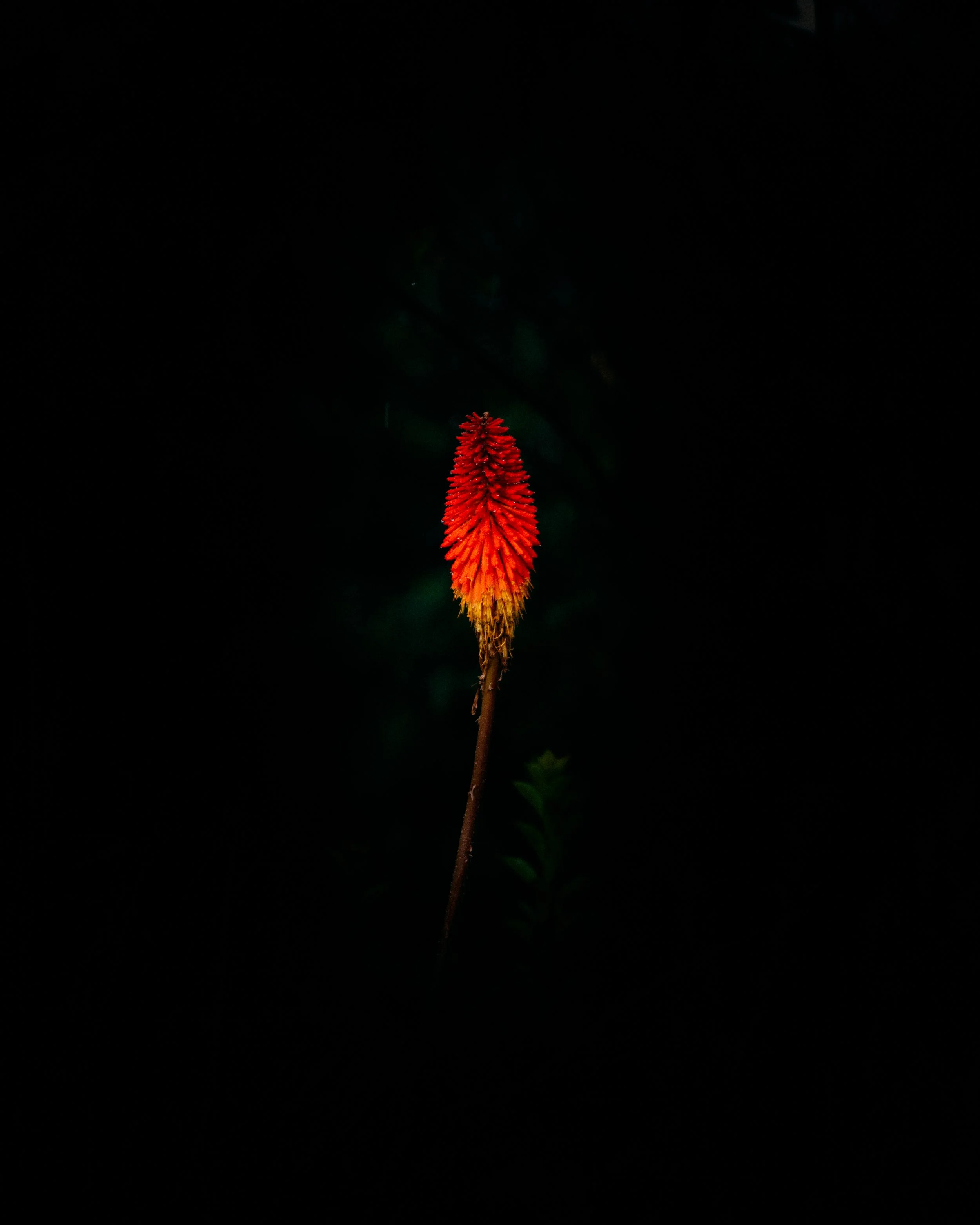 Kniphofia Uvaria · San José del Pacifico, Oaxaca, Méjico