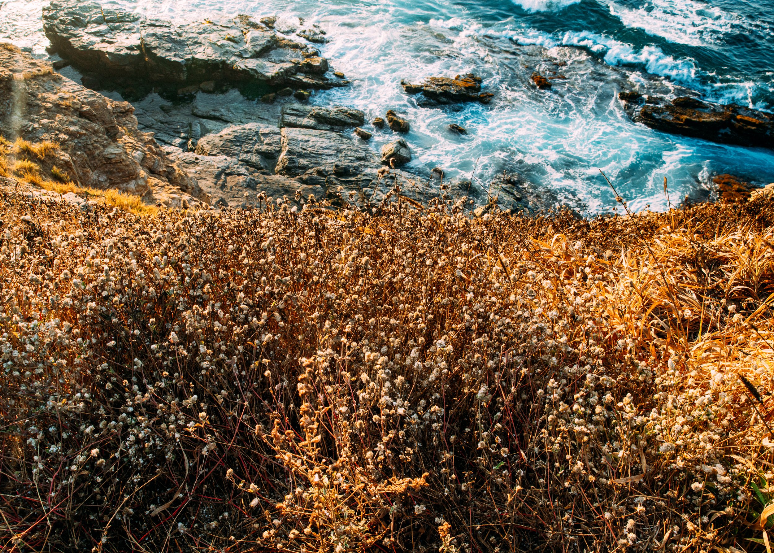 Persicaria Capitata, Mazunte, Oaxaca, Méjico