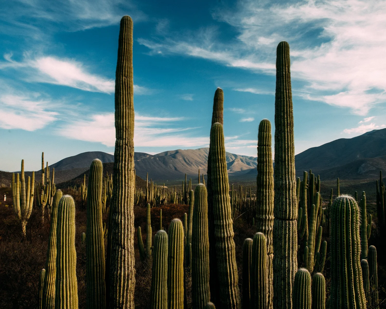 Pachycereus Pringlei · Zapotitlán, Puebla, Méjico