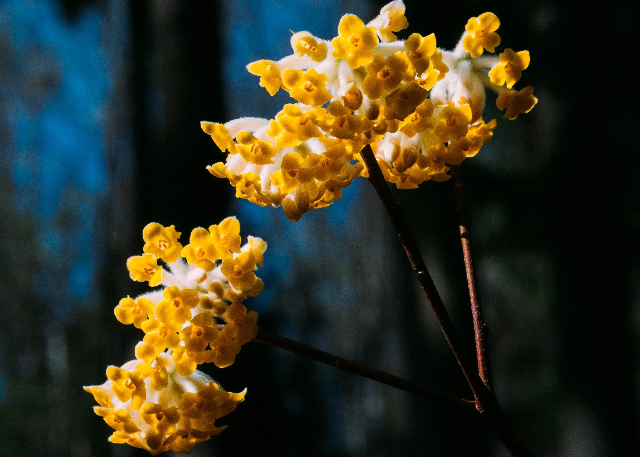 Edgeworthia Chrysantha · Kyoto Prefecture, Japan