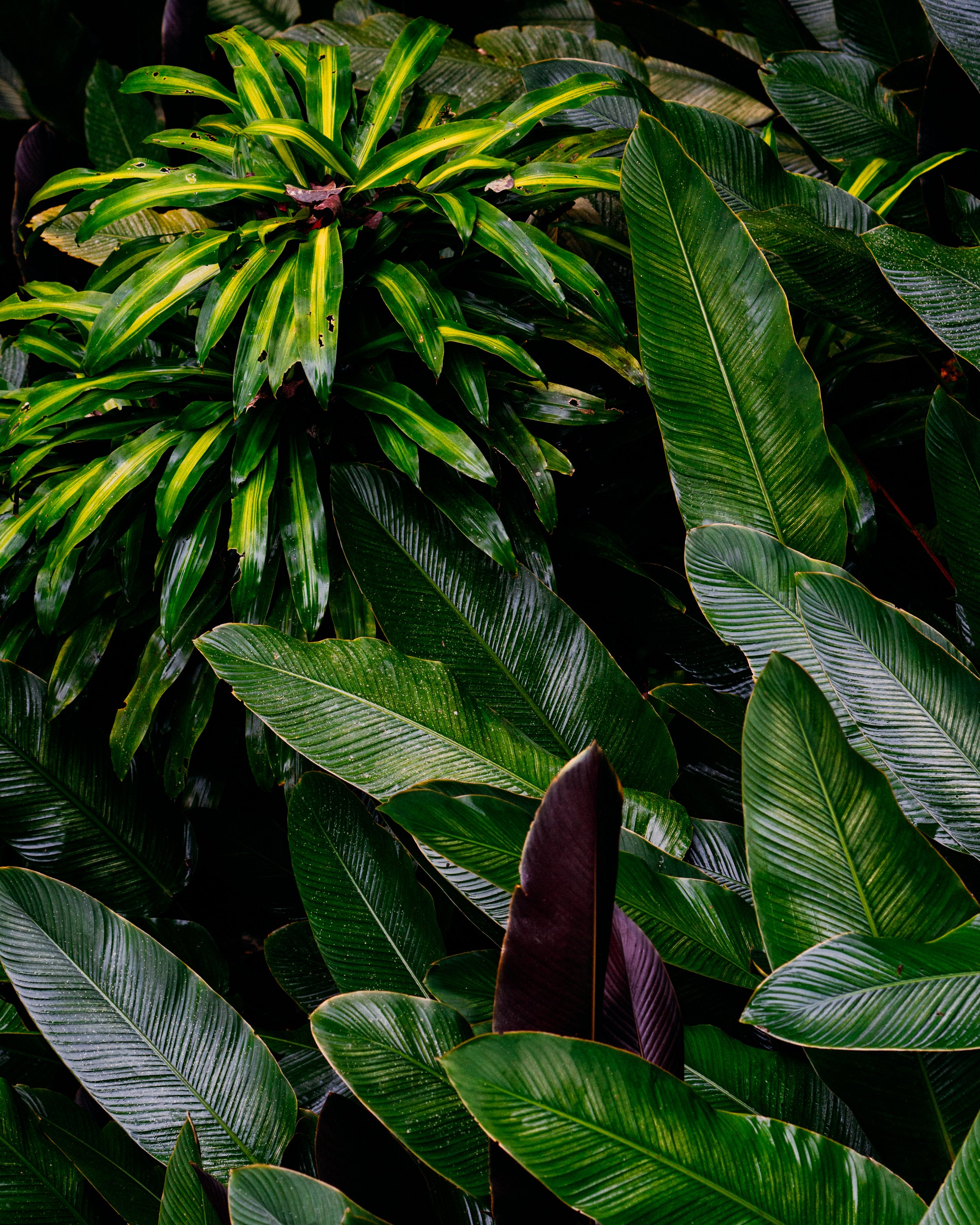 Goeppertia Ornata, Xilitla, San Luis Potosí, Méjico