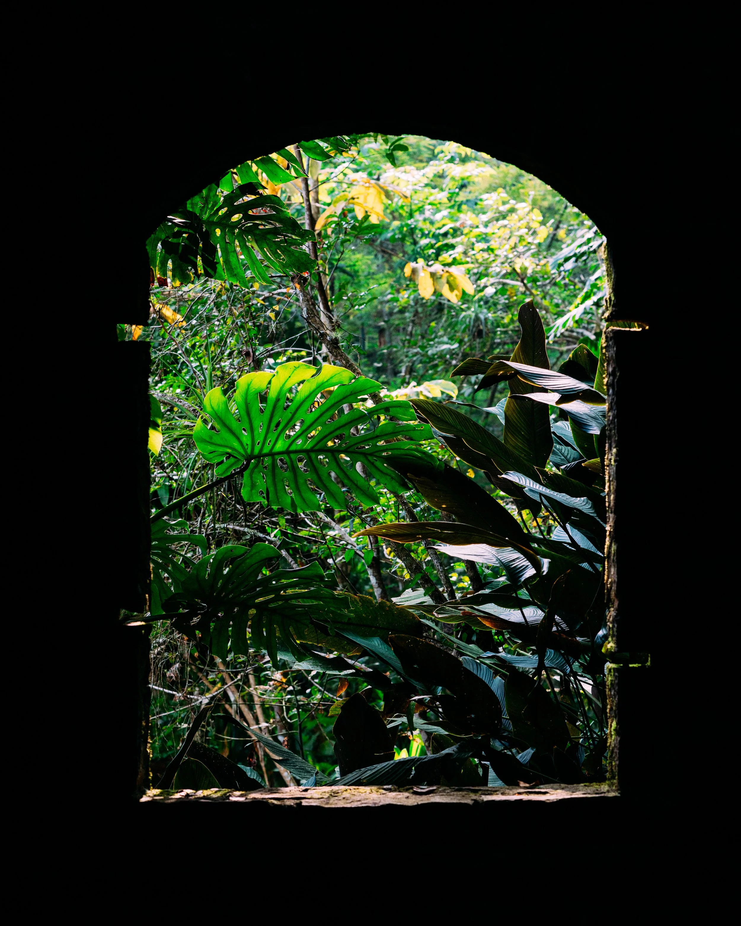 Monstera Deliciosa · Xilitla, San Luis Potosí, Méjico