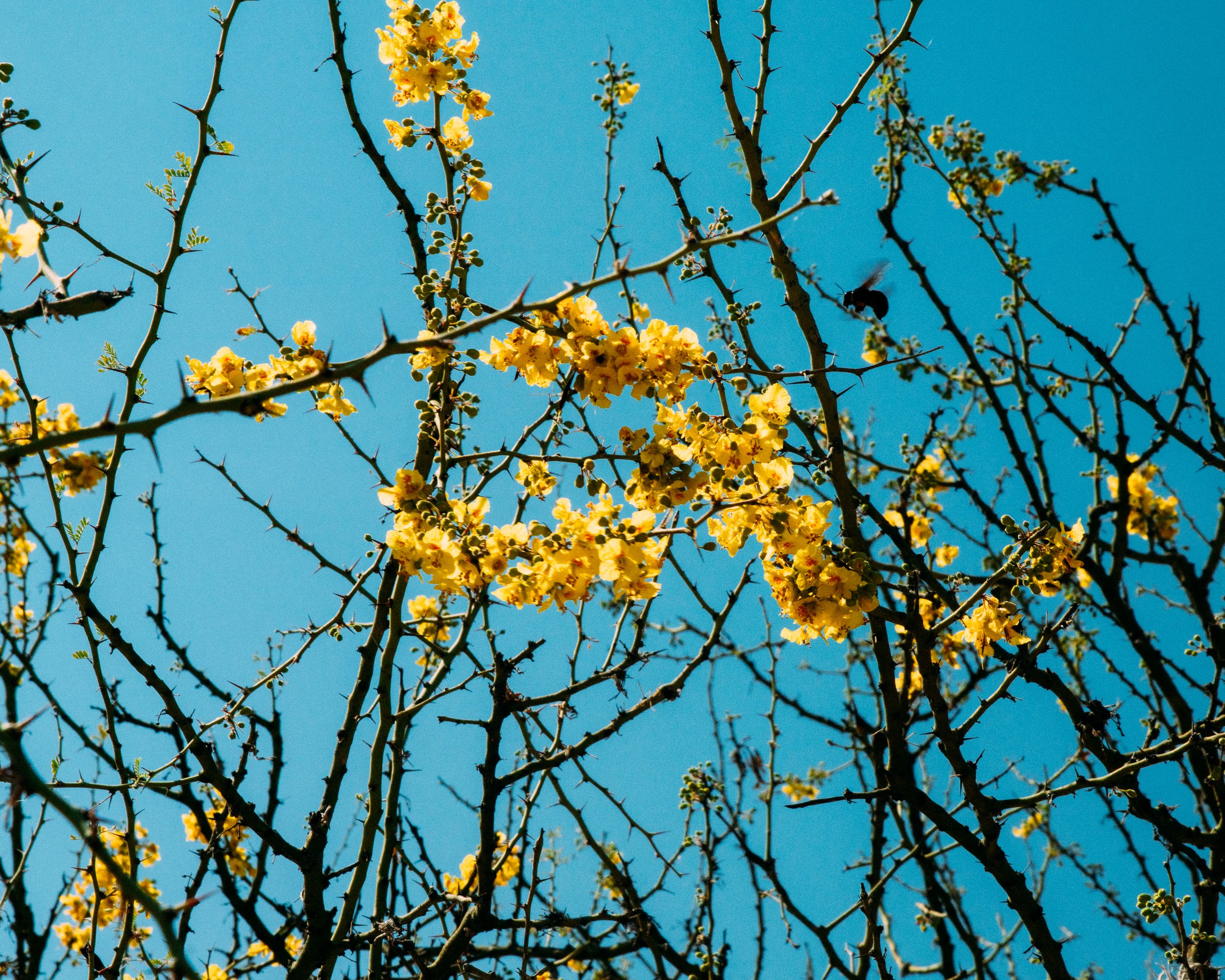 Vachellia Farnesiana · Verdon Parc National, France
