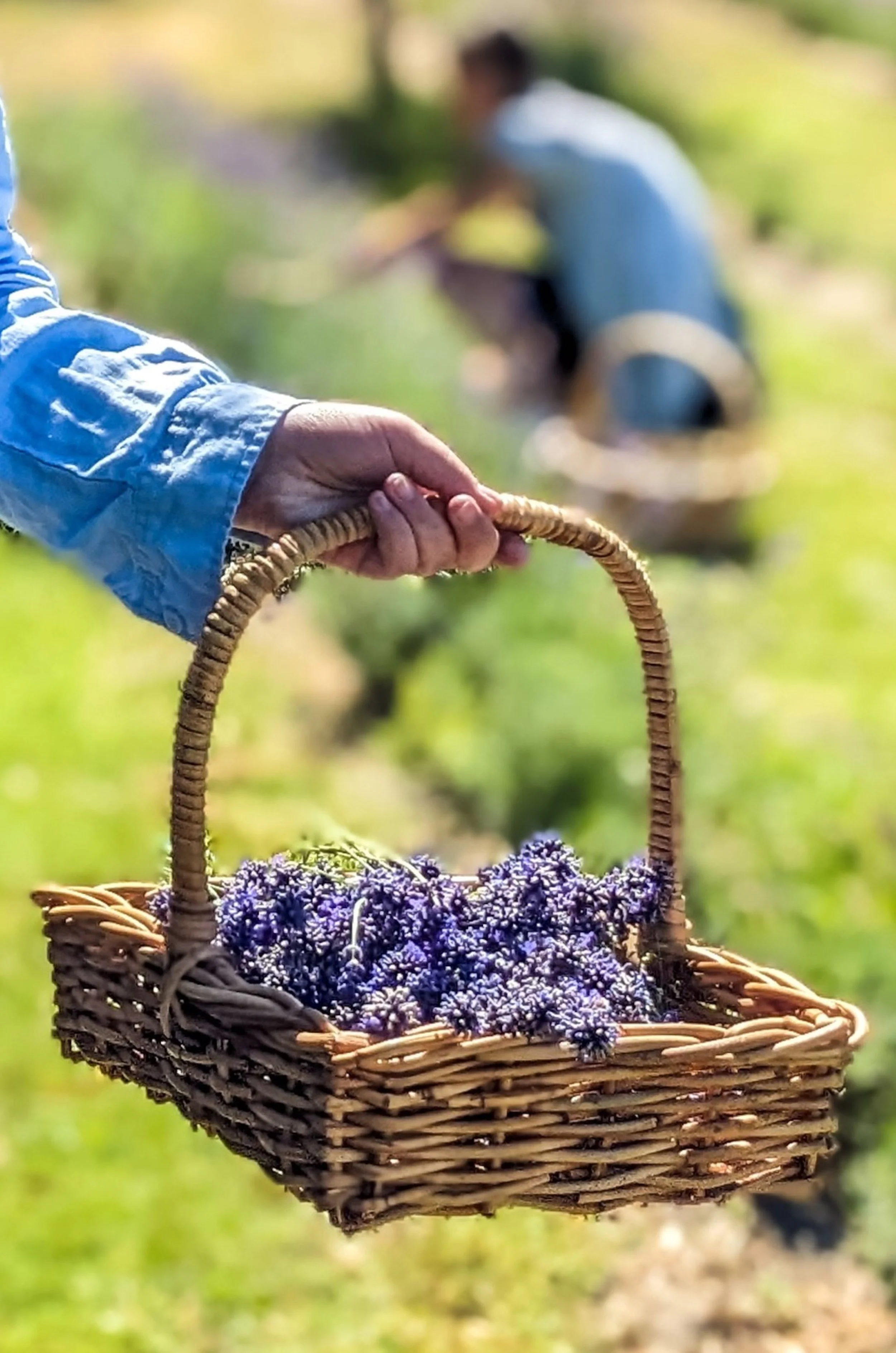 basket of lavender