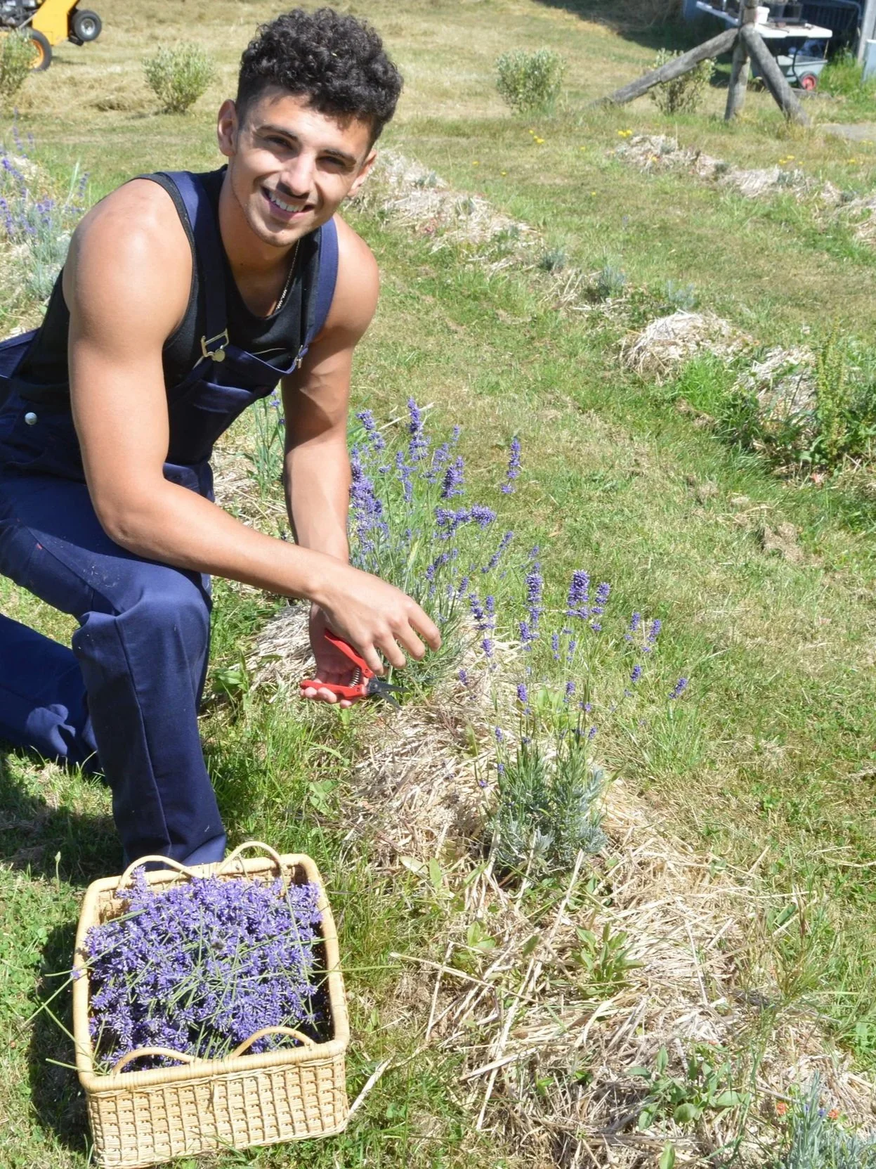 Man pruning lavender