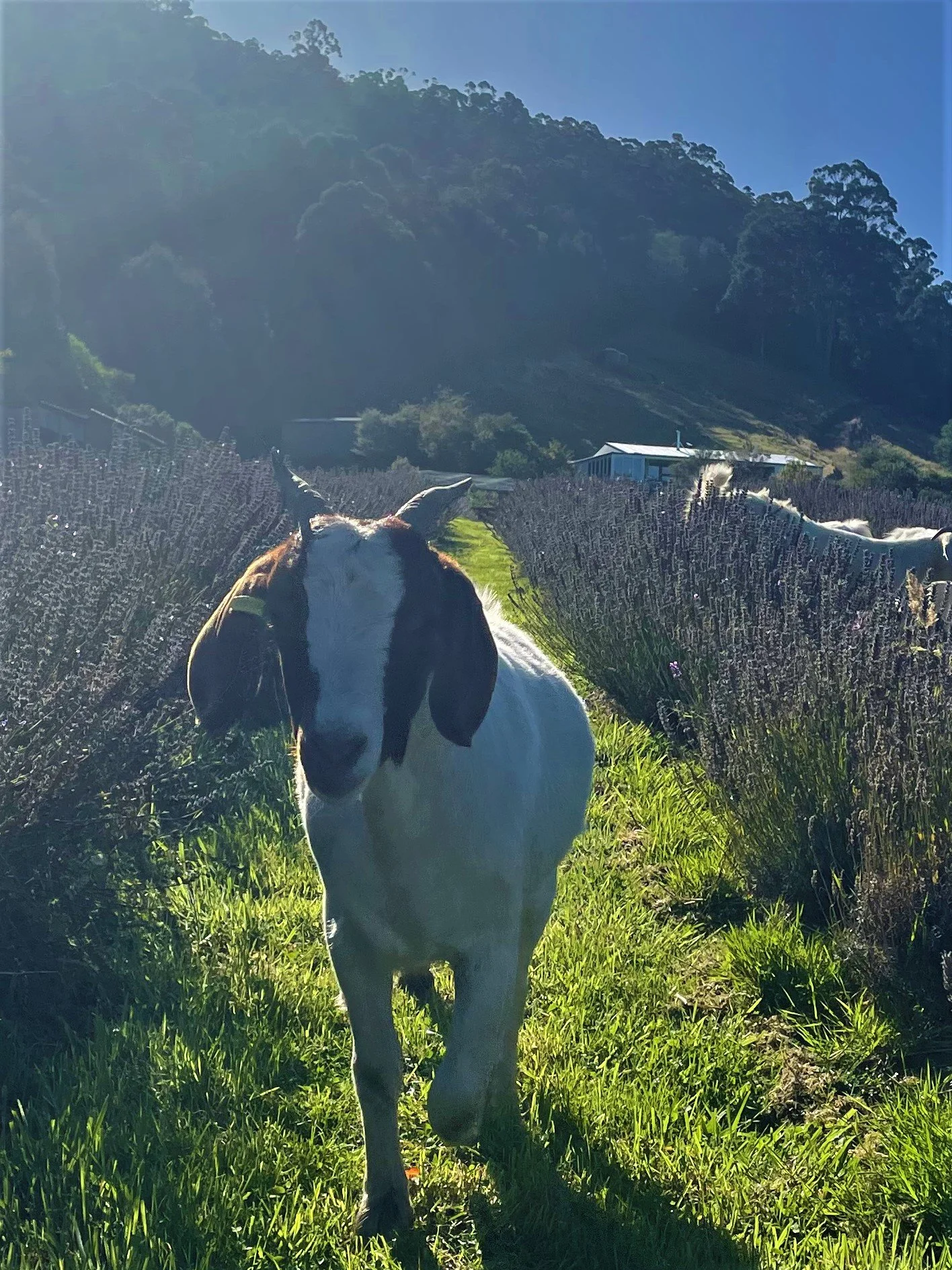 Goat in a lavender field