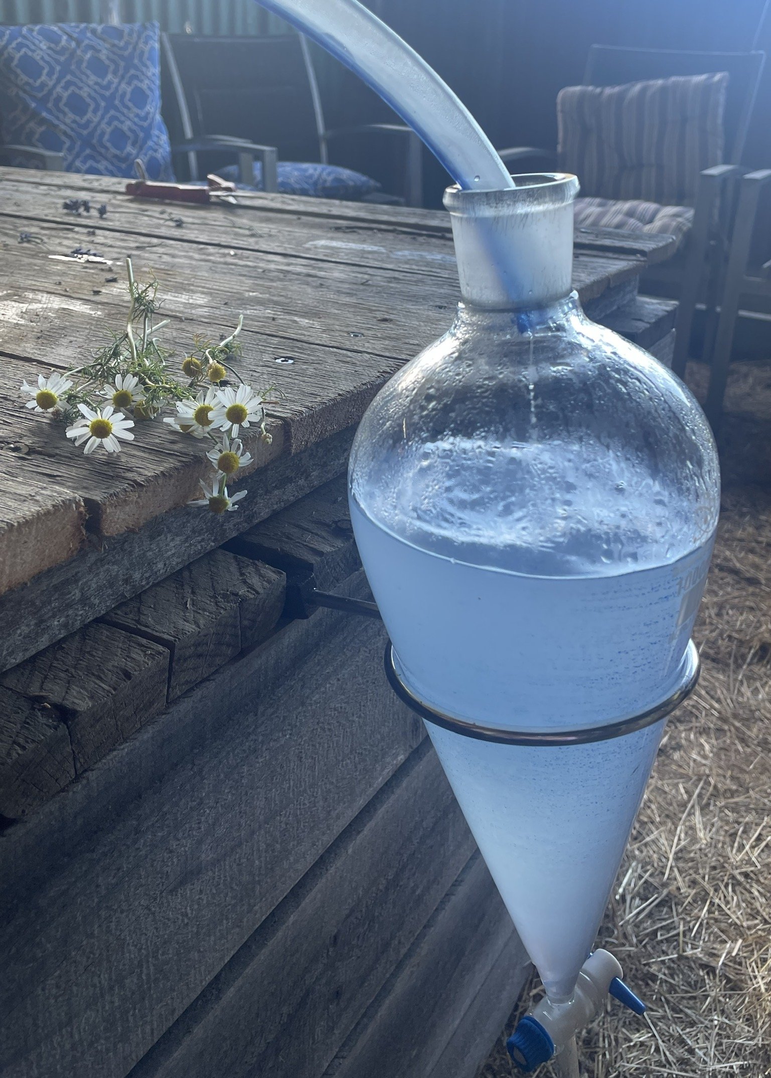 distillation chamomile.jpg