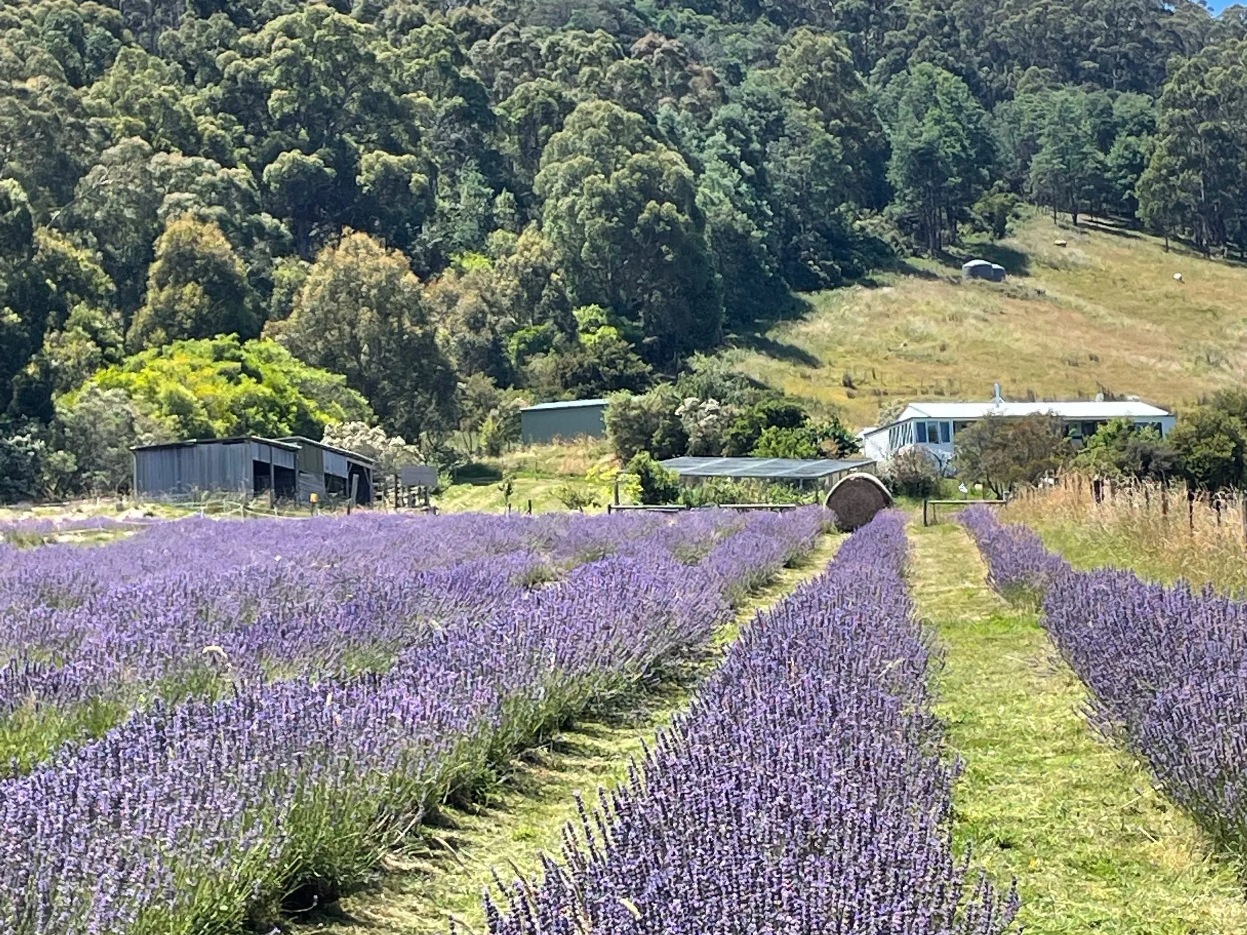 A scenic view of a lavender field in full bloom with purple flowers in the foreground, a green grassy area with some buildings and trees in the middle ground, and a forested hillside in the background.