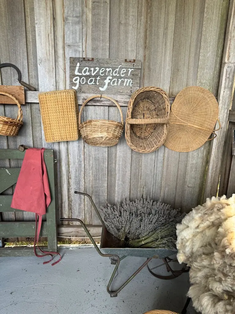 A wooden sign reads 'Lavender goat farm.' Wicker baskets hang on a rustic wooden wall. A red cloth is hanging from the back of a green bench, and a wheelbarrow filled with lavender sprigs and a sheep with wool standing nearby are also in the scene.