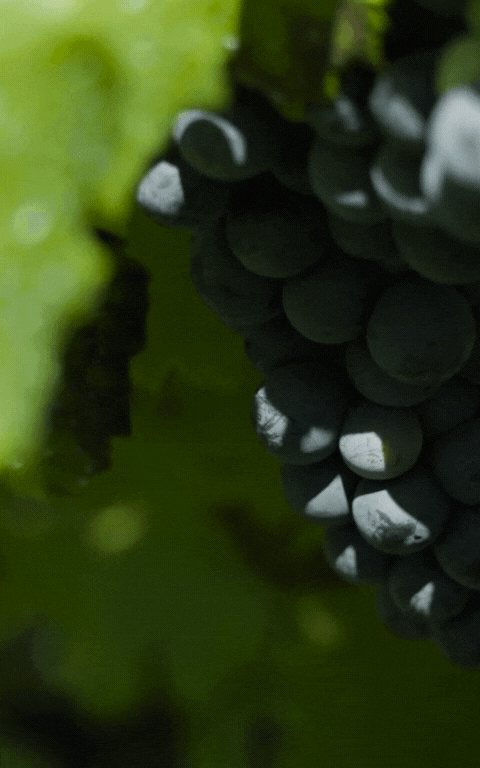 Grapes in a Hawke's Bay Vineyard
