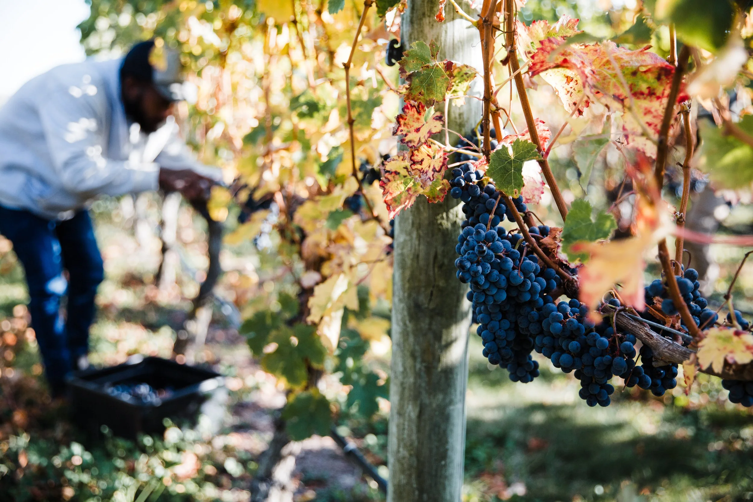 Picking wine grapes in Hawke's Bay