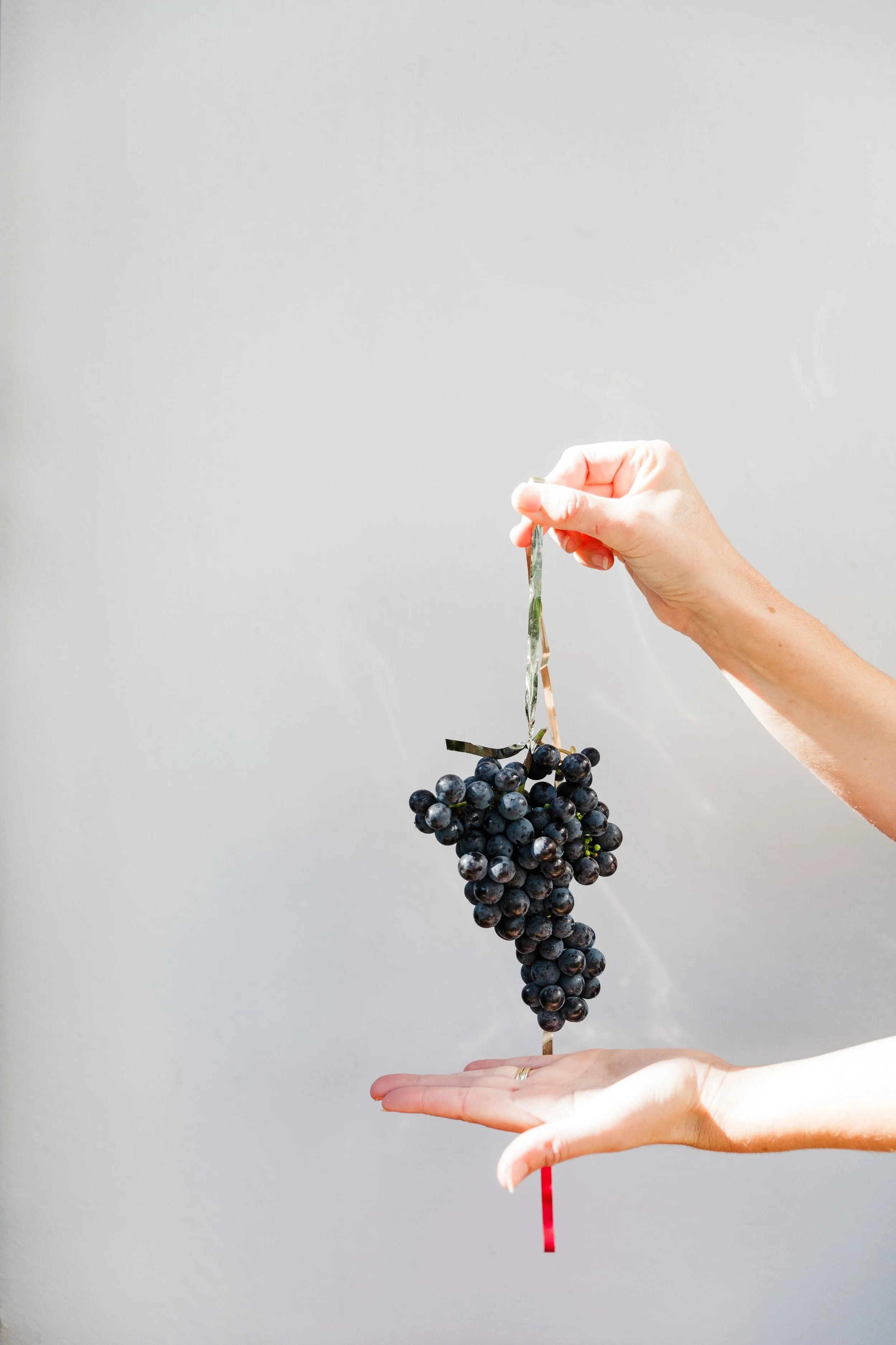 Mindfully grown wine grapes in Hawke's Bay